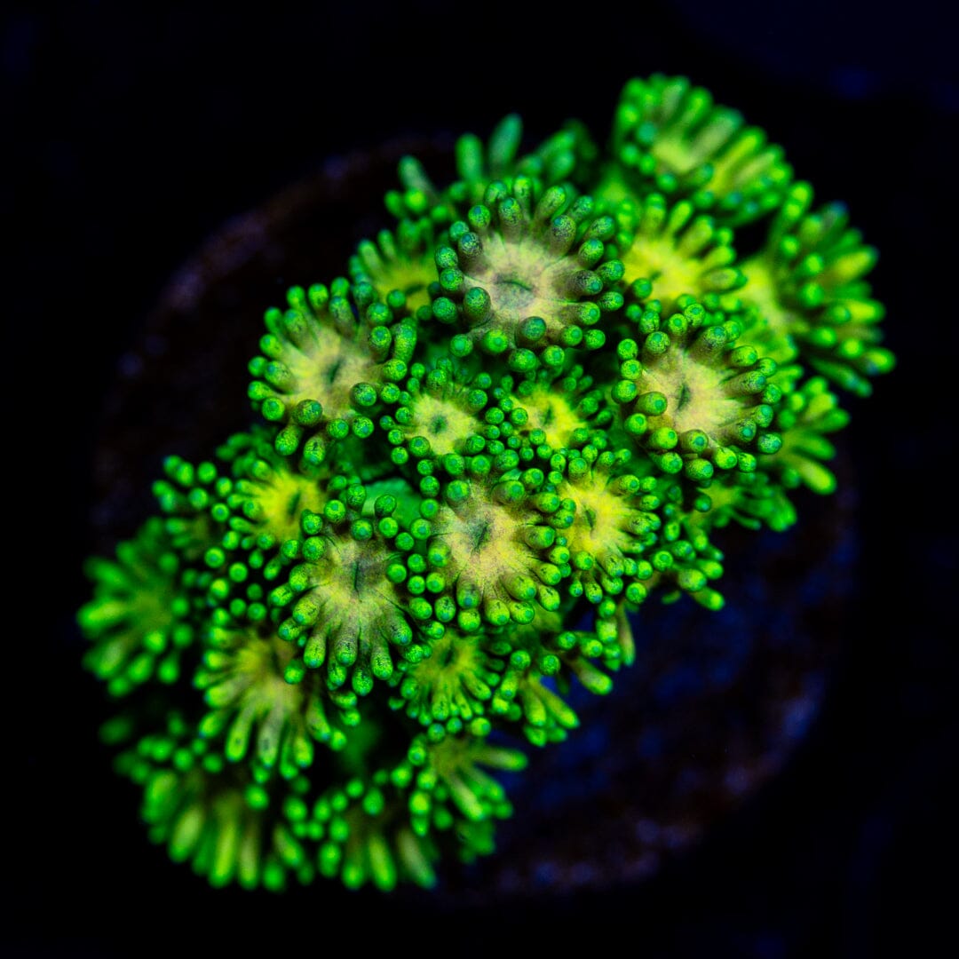 Ultra Goniopora 10B - WYSIWYG Reef Lounge Coral 