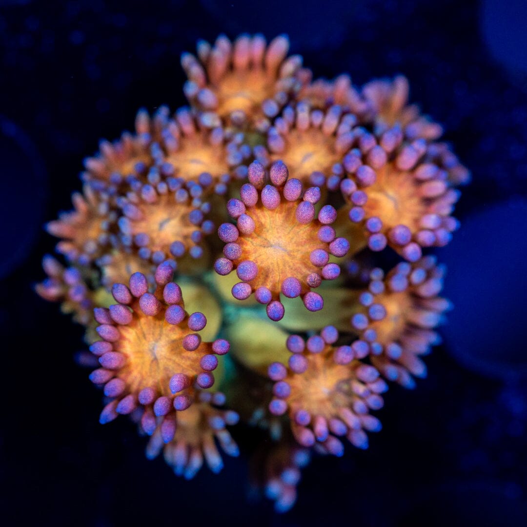 Ultra Goniopora 11B - WYSIWYG Reef Lounge Coral 