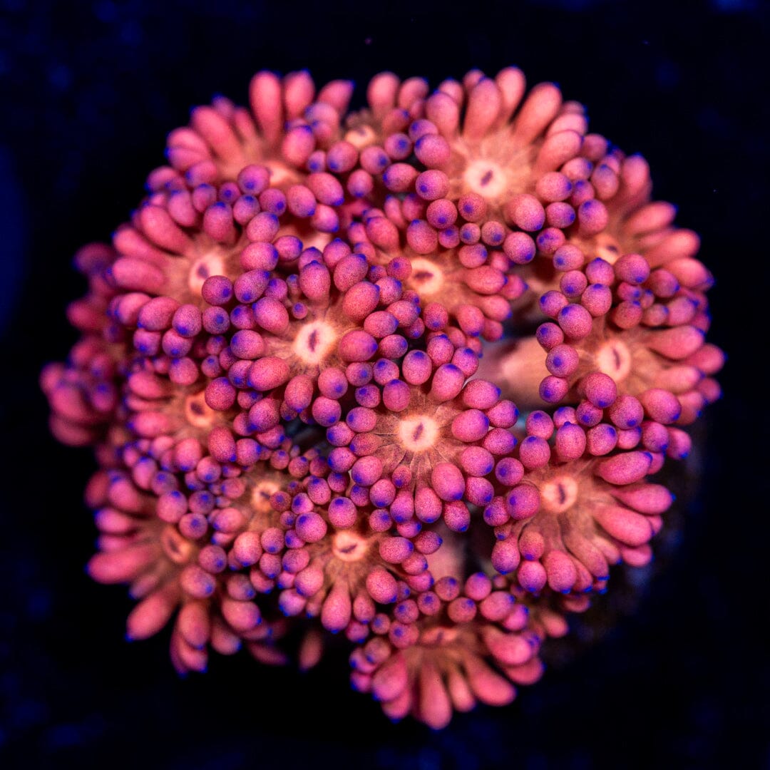 Ultra Goniopora 12B - WYSIWYG Reef Lounge Coral 