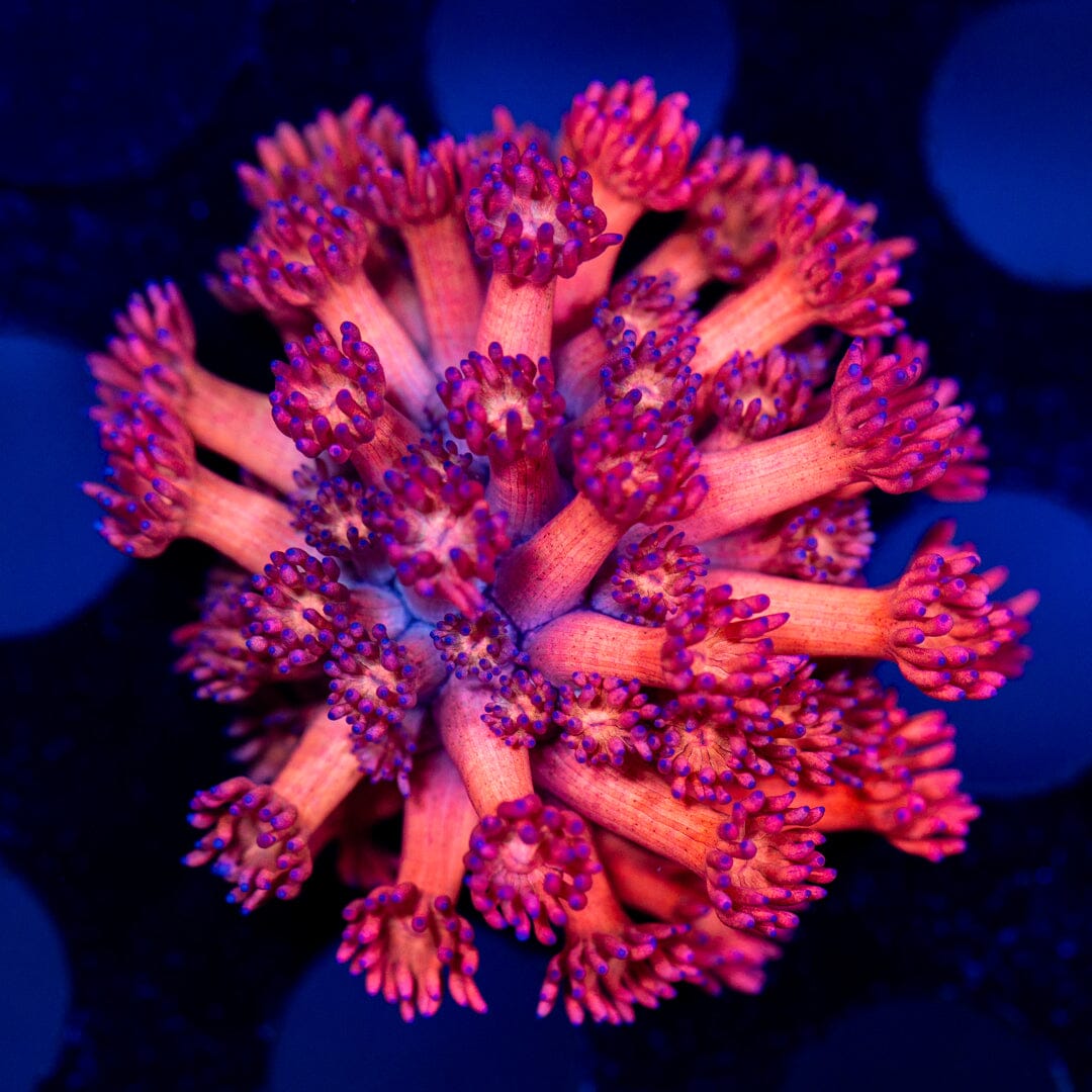 Ultra Goniopora 1B - WYSIWYG Reef Lounge Coral 