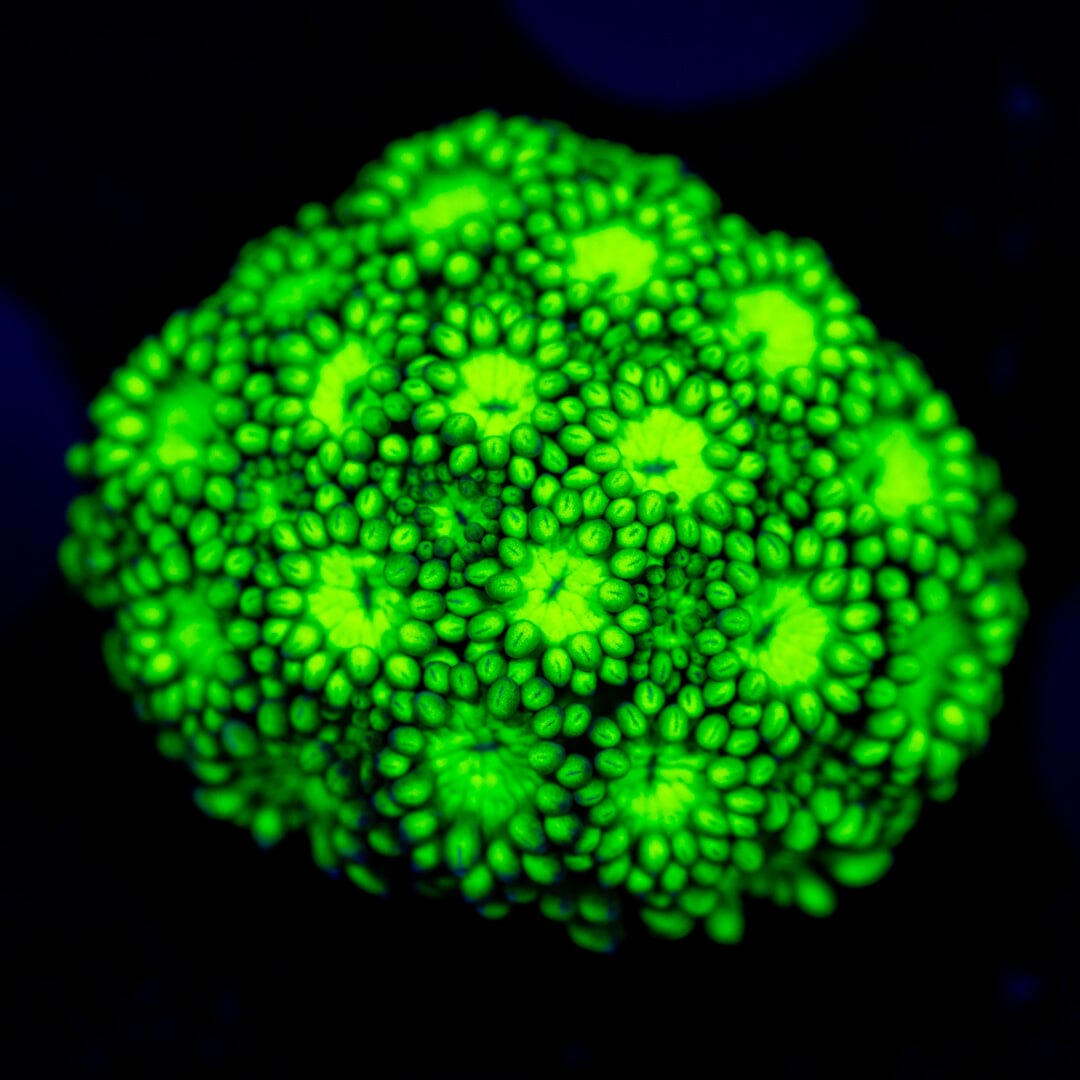 Ultra Goniopora 2B - WYSIWYG Reef Lounge Coral 