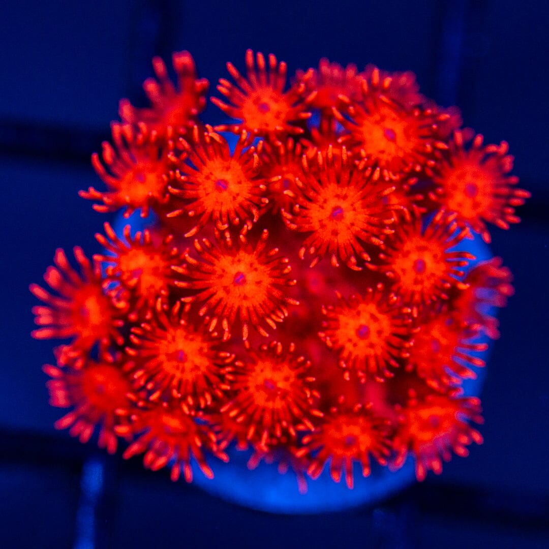 Ultra Goniopora 3A - WYSIWYG Reef Lounge Coral 