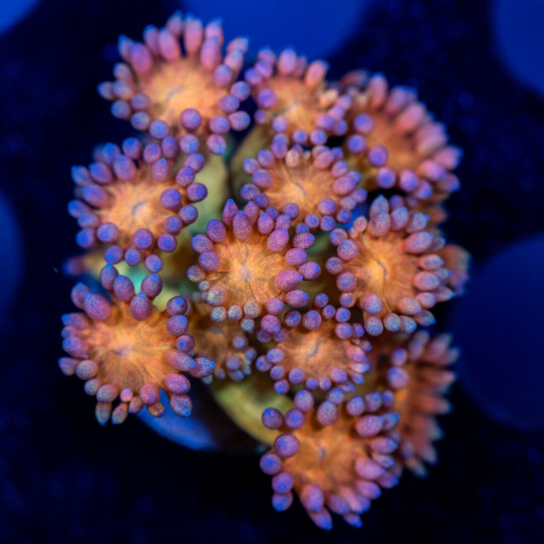Ultra Goniopora 3B - WYSIWYG Reef Lounge Coral 