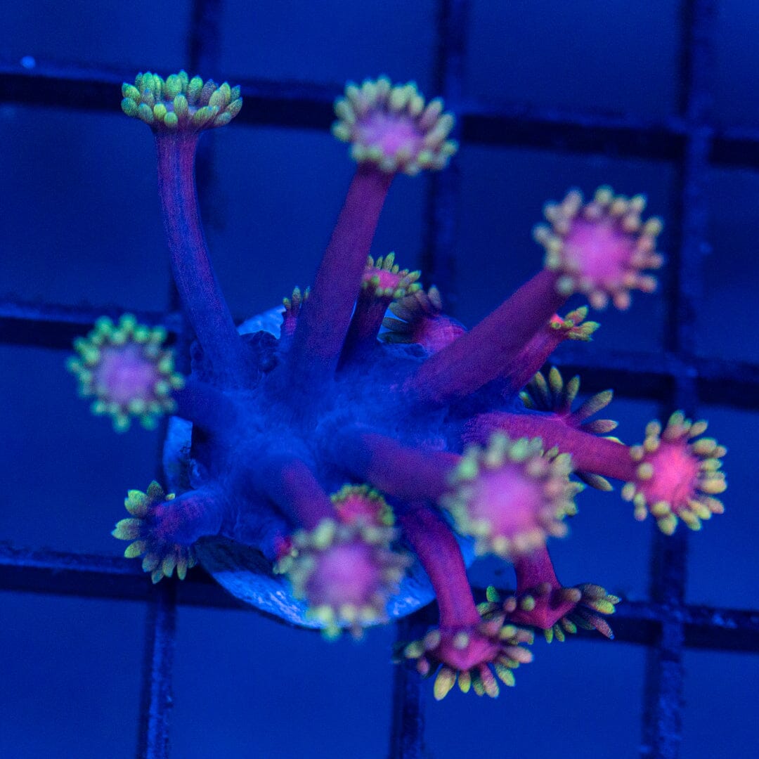 Ultra Goniopora 4A - WYSIWYG Reef Lounge Coral 