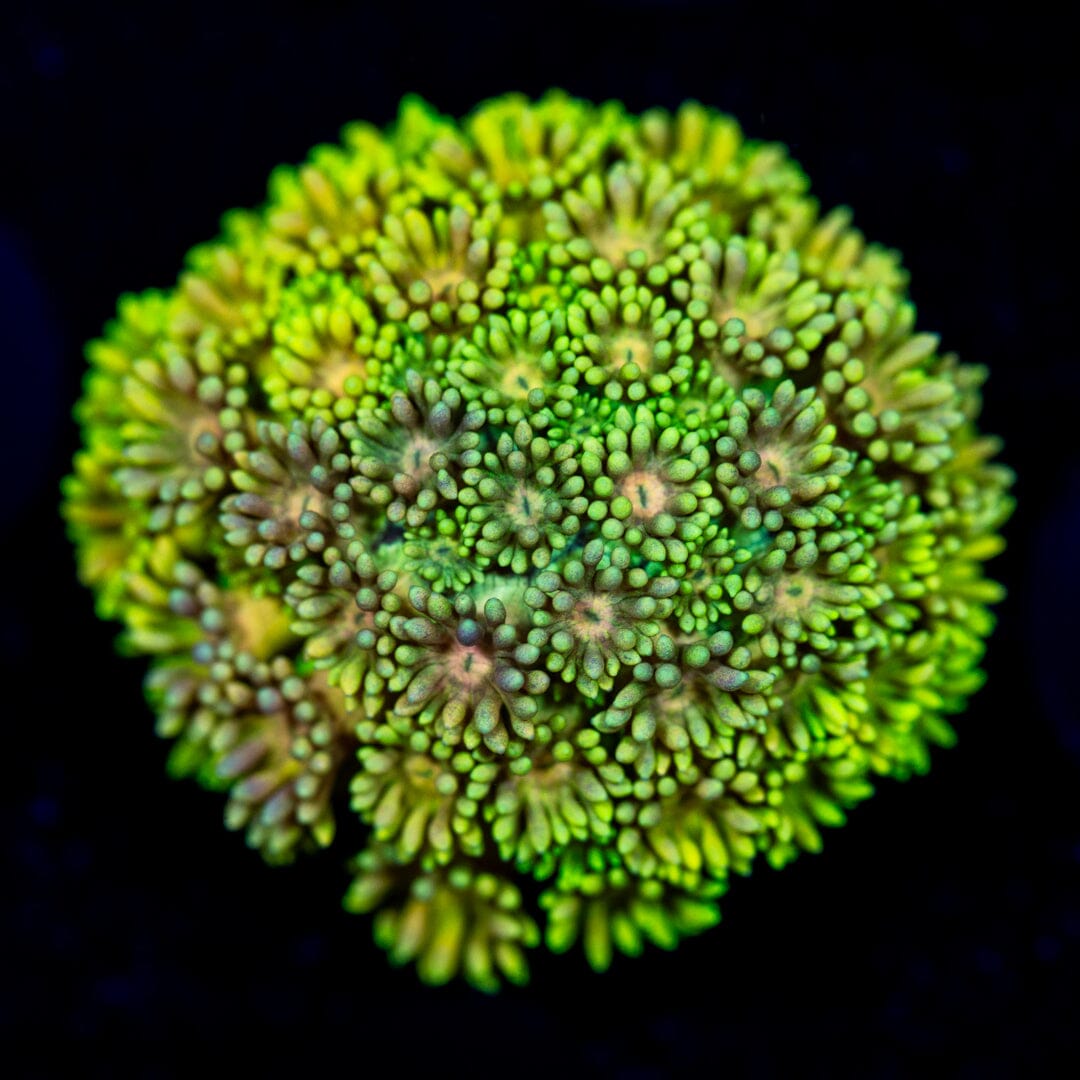 Ultra Goniopora 4B - WYSIWYG Reef Lounge Coral 