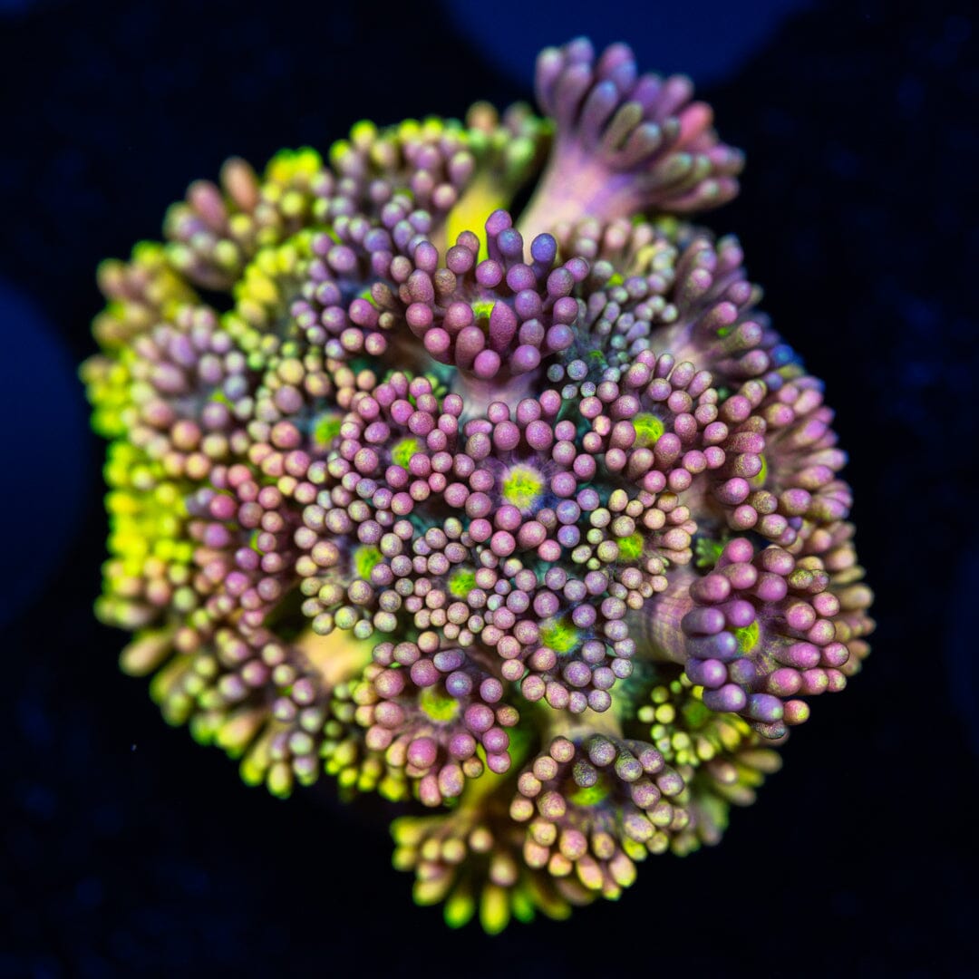 Ultra Goniopora 5B - WYSIWYG Reef Lounge Coral 