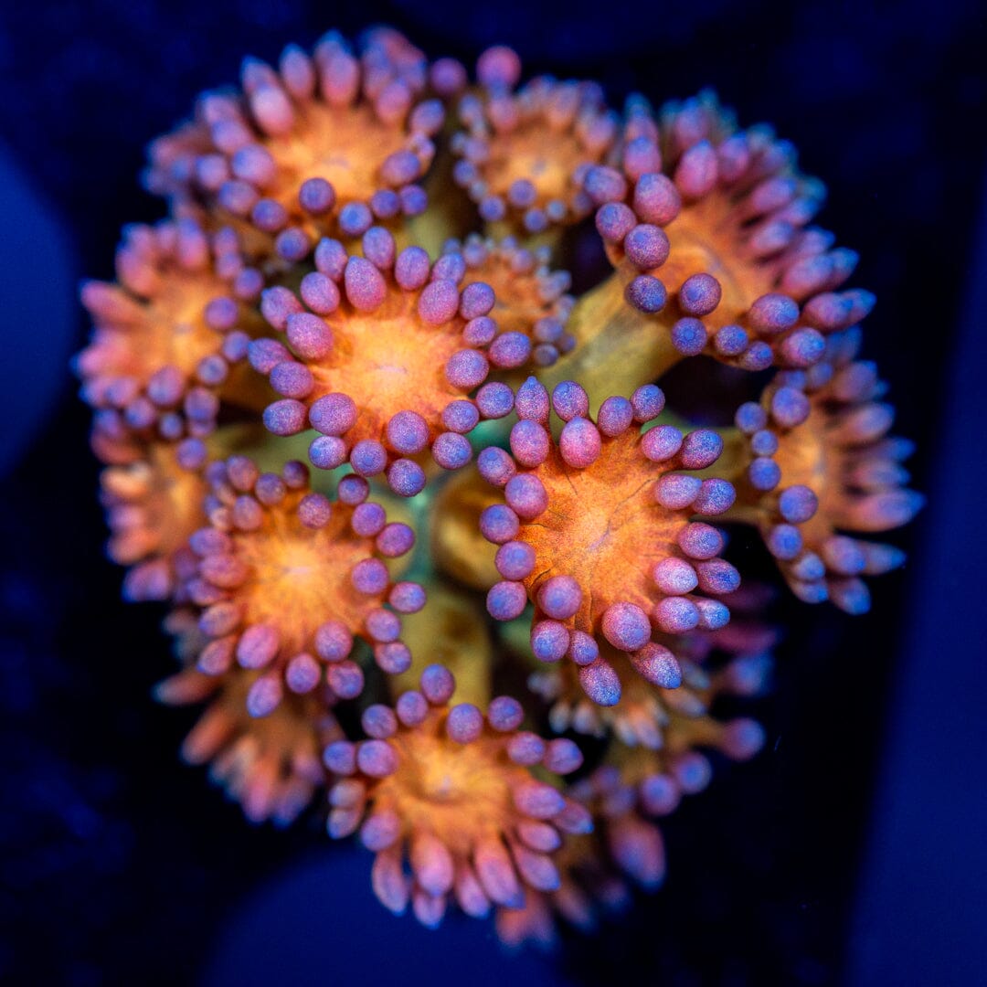 Ultra Goniopora 6B - WYSIWYG Reef Lounge Coral 