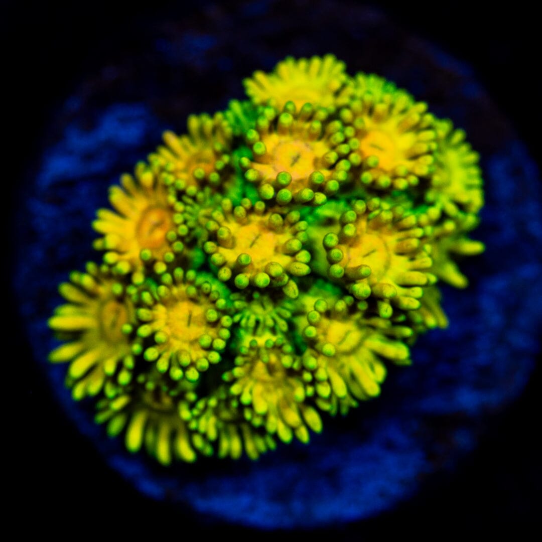Ultra Goniopora 7B - WYSIWYG Reef Lounge Coral 