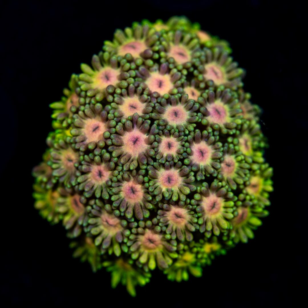 Ultra Goniopora 8B - WYSIWYG Reef Lounge Coral 