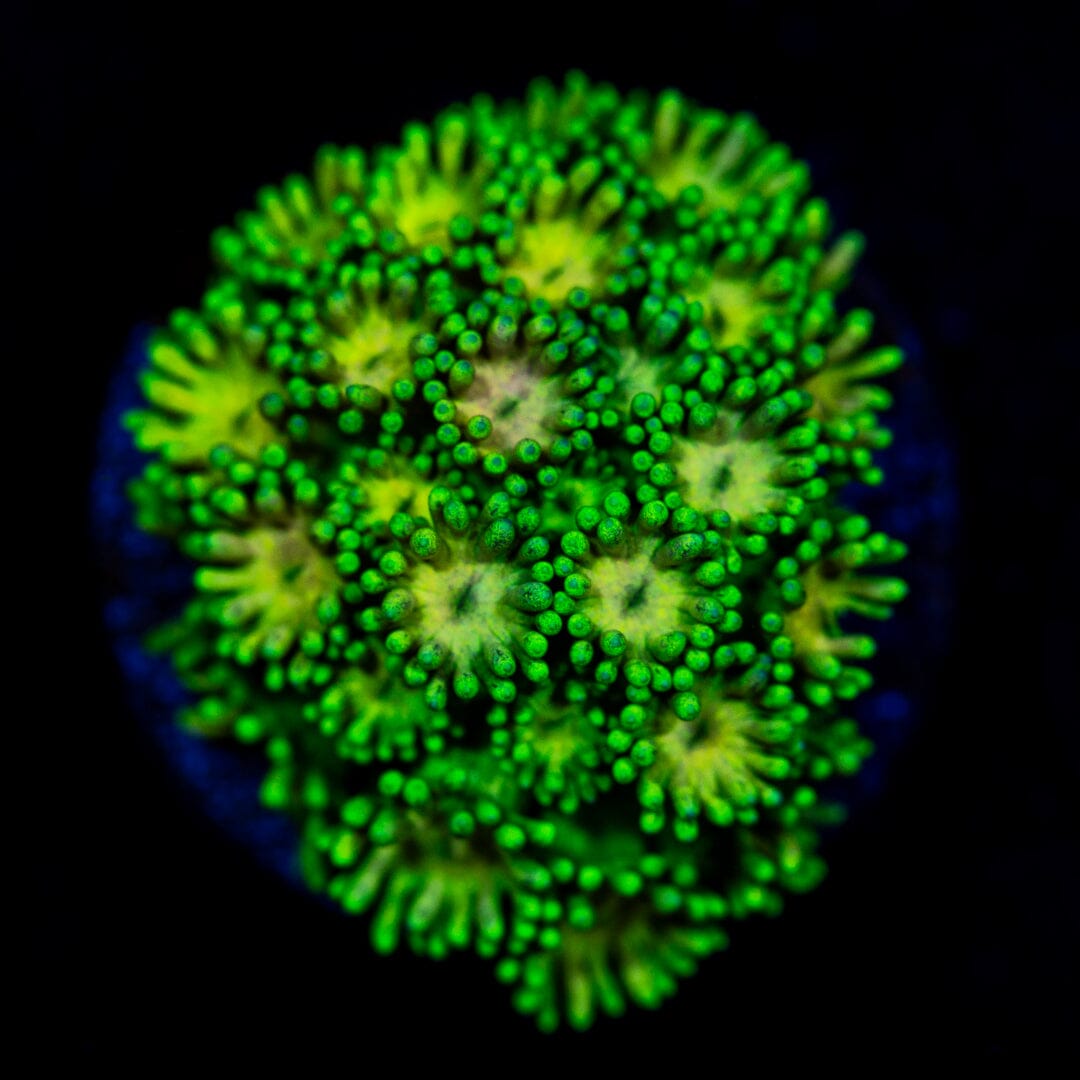 Ultra Goniopora 9B - WYSIWYG Reef Lounge Coral 