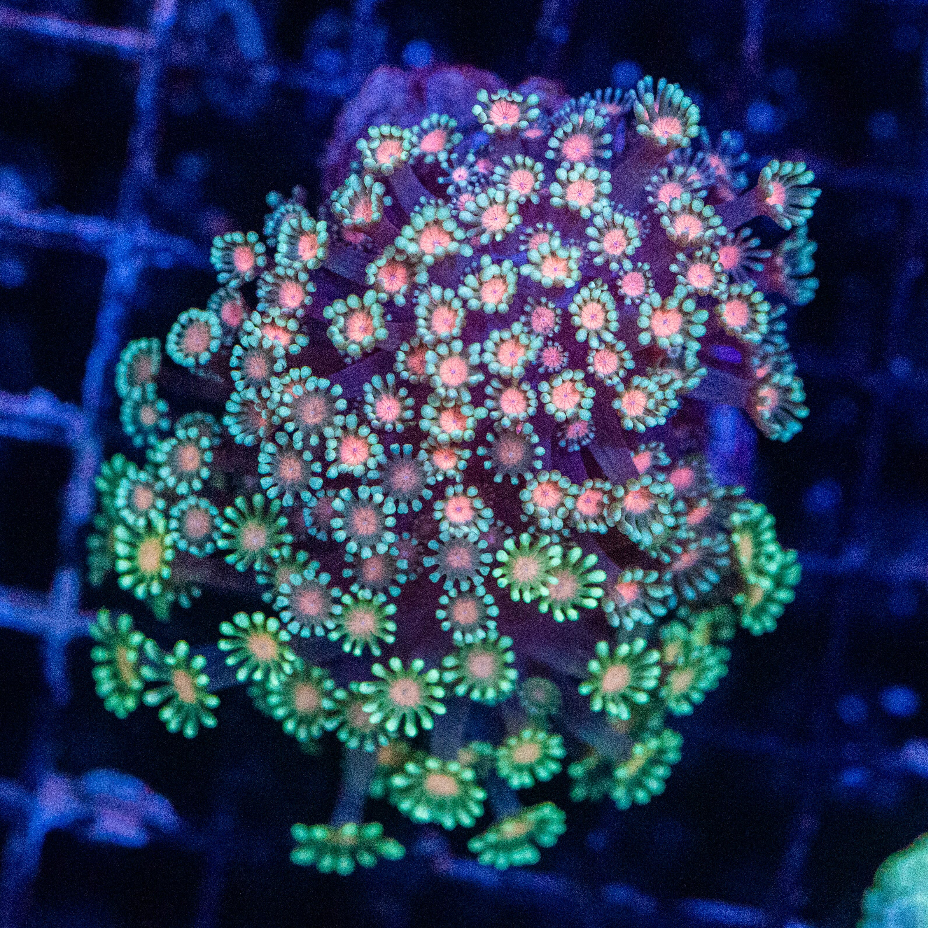 Ultra Goniopora Colony 1A - WYSIWYG Reef Lounge Norco 