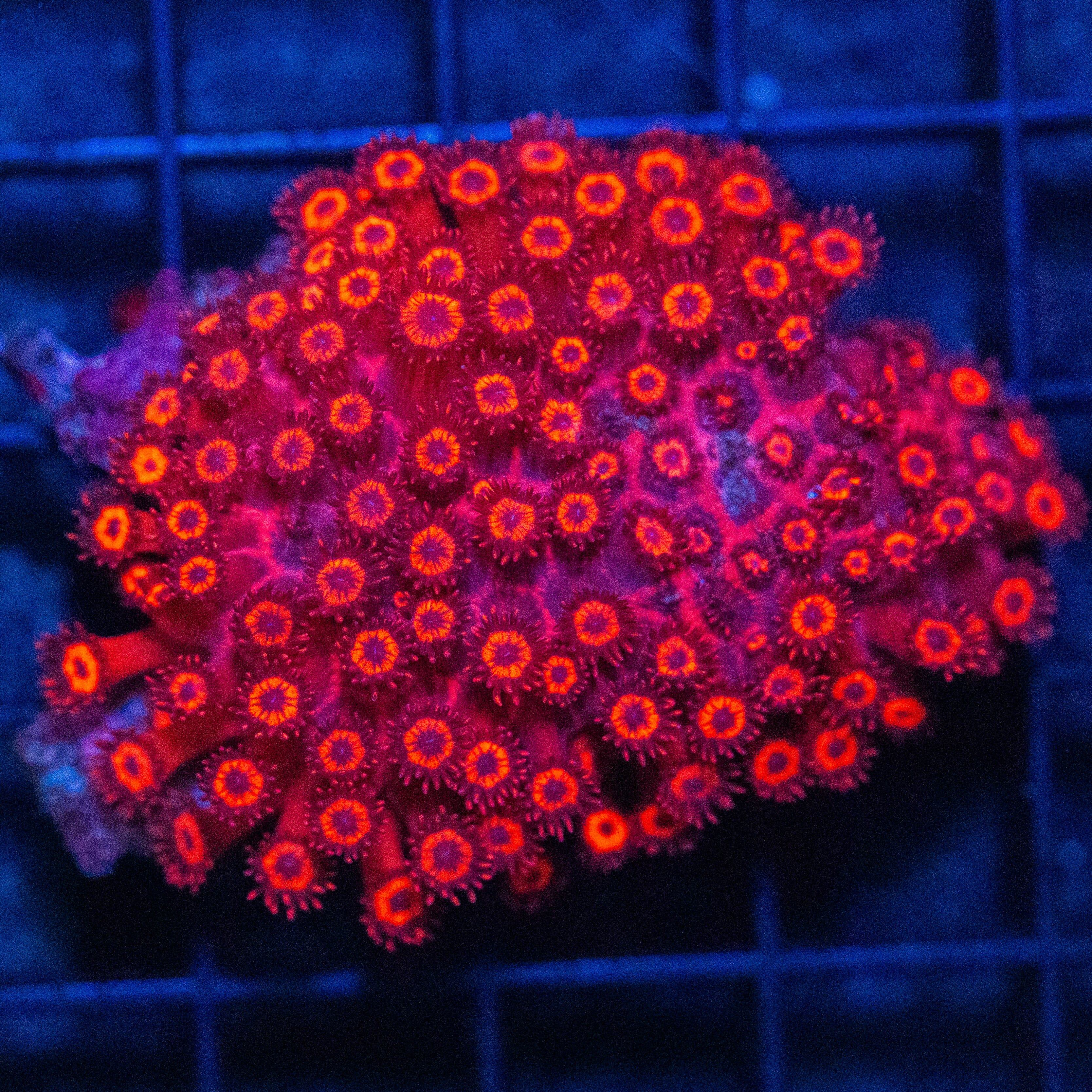 Ultra Goniopora Colony 2A - WYSIWYG Reef Lounge Norco 