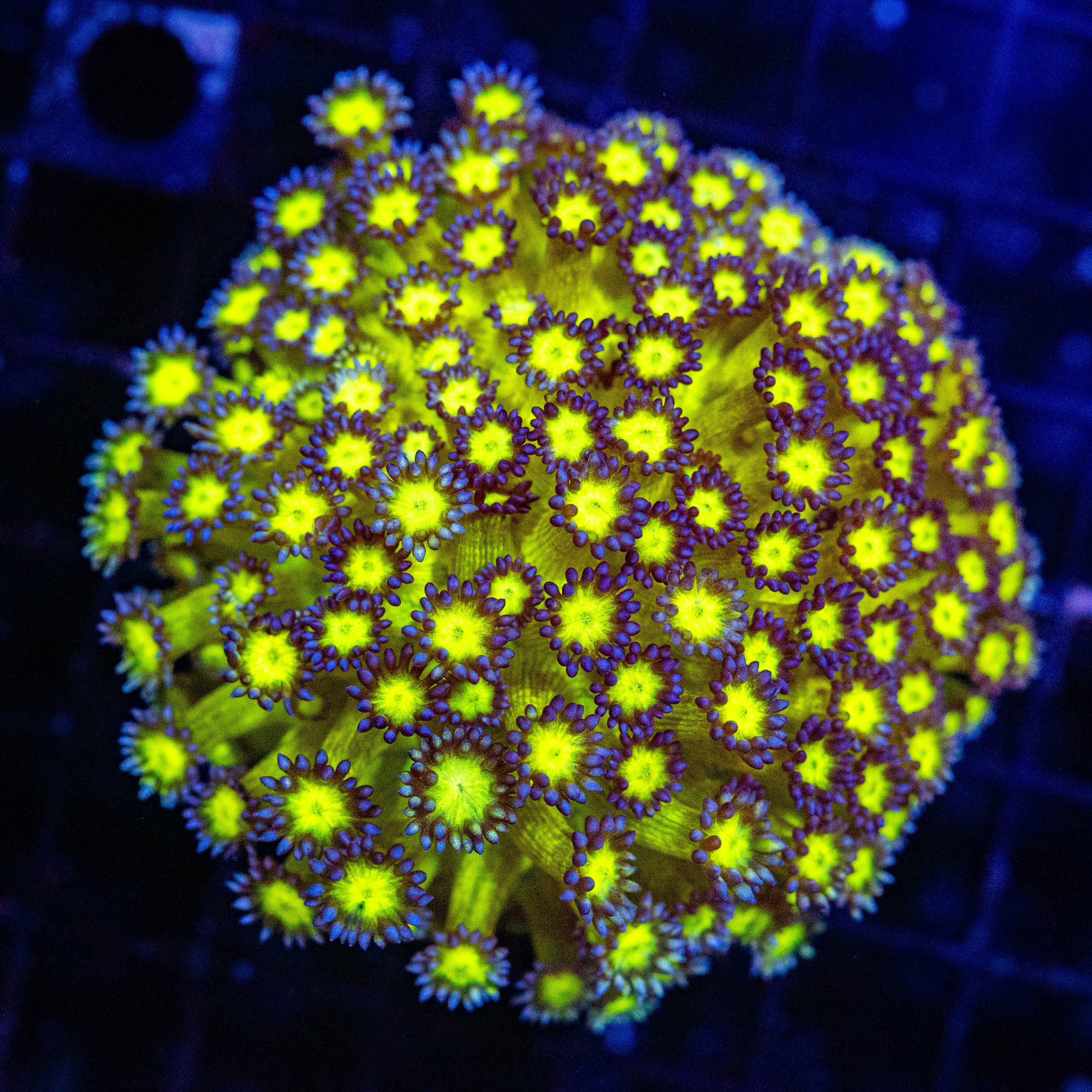 Ultra Goniopora Colony - WYSIWYG Reef Lounge Norco 