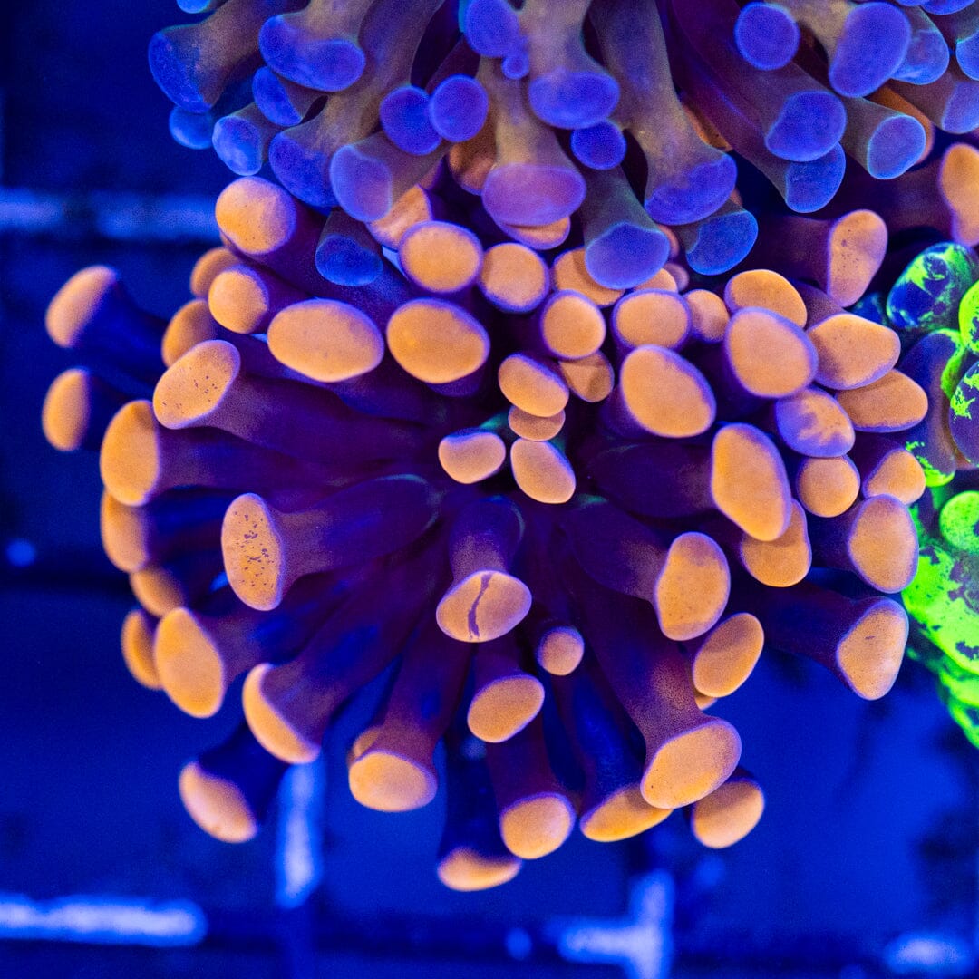 Ultra Hammer Variety Pack 4A - WYSIWYG Reef Lounge Coral 