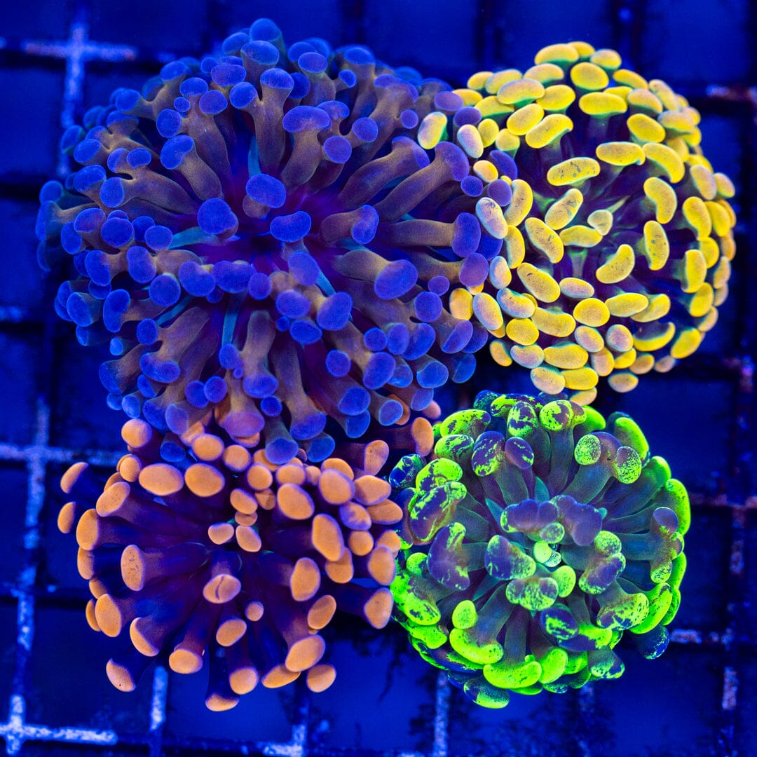 Ultra Hammer Variety Pack 4A - WYSIWYG Reef Lounge Coral 
