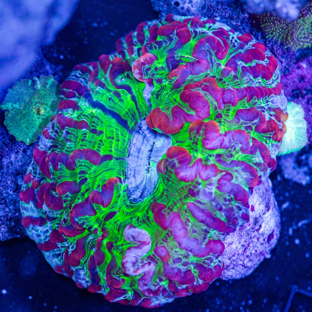 Ultra Indophyllia - WYSIWYG Reef Lounge Coral 