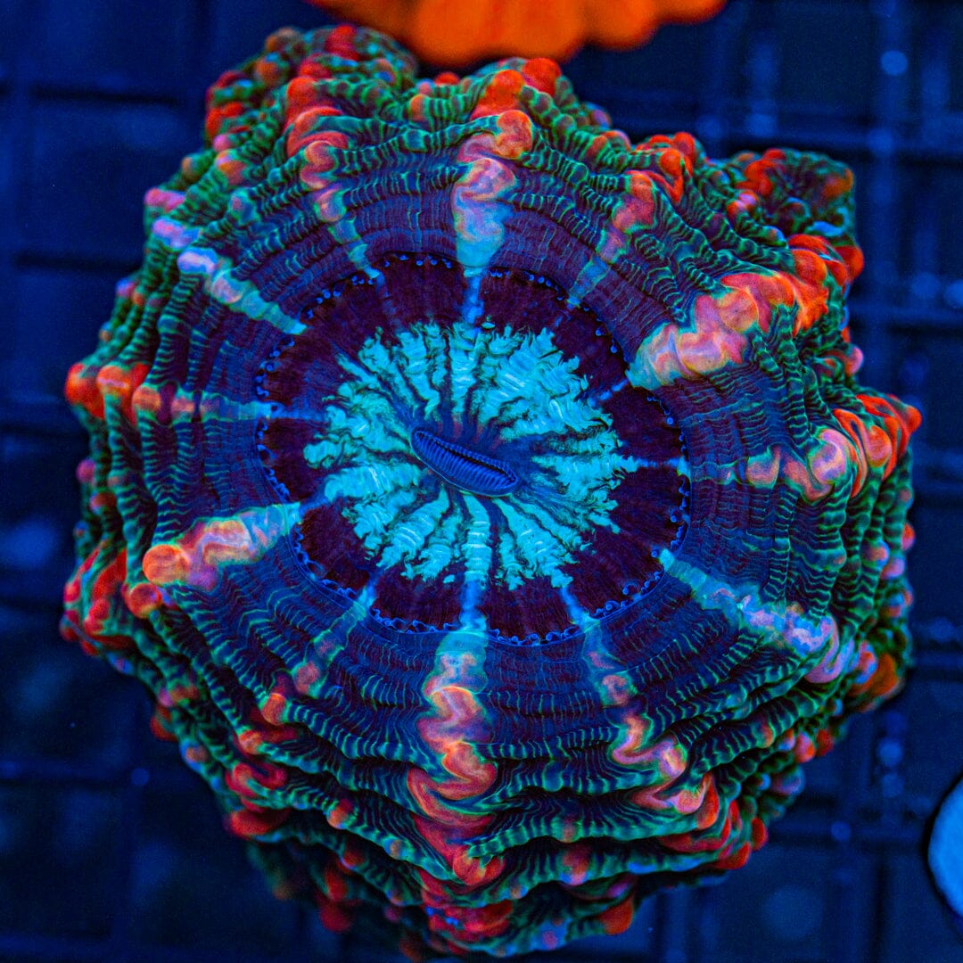 Ultra Indophyllia - WYSIWYG Reef Lounge Coral 