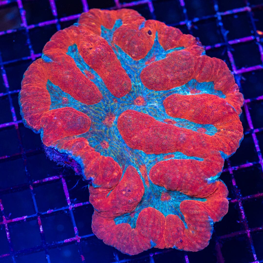 Ultra Lobo 1B - WYSIWYG Reef Lounge Norco 