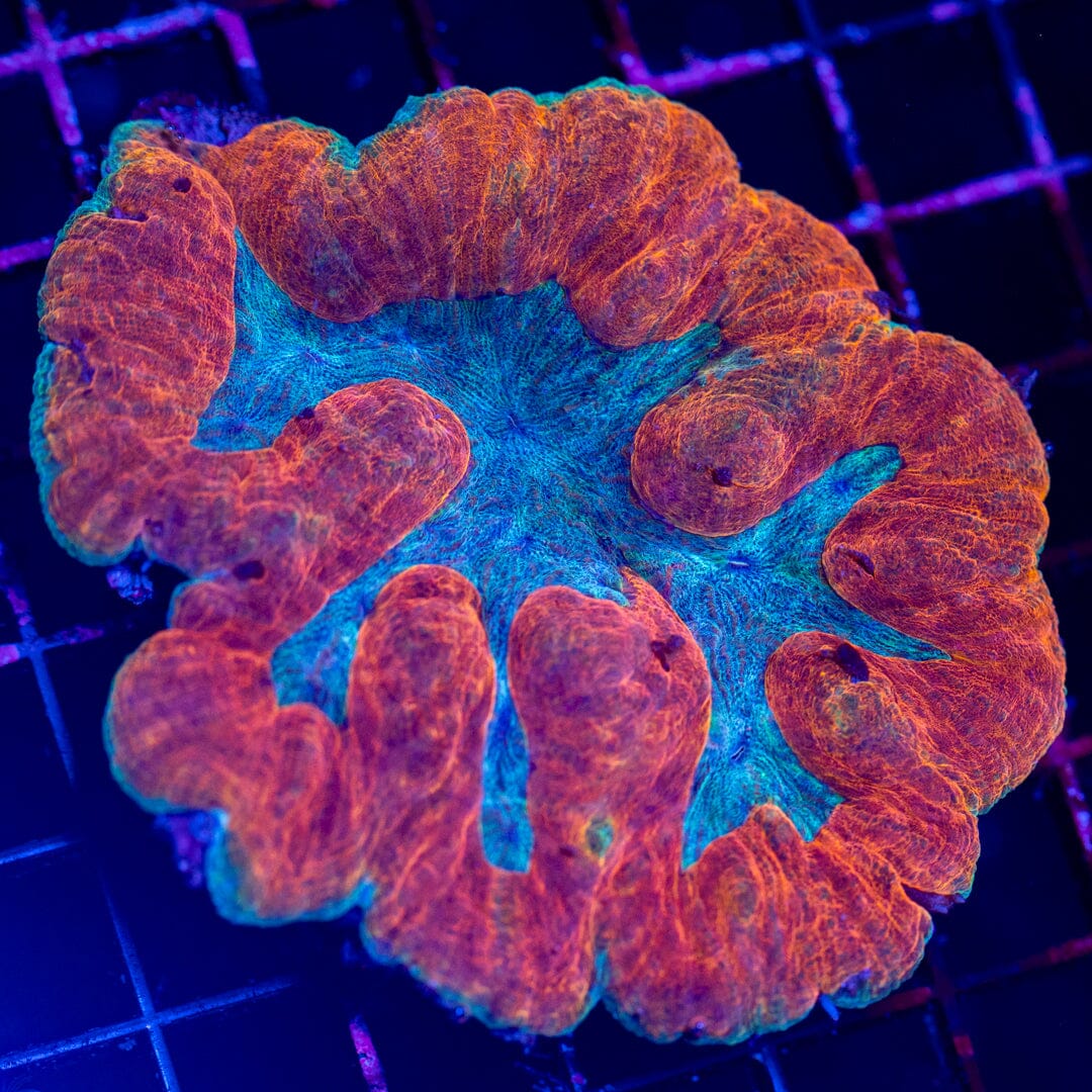 Ultra Lobo 2B - WYSIWYG Reef Lounge Norco 