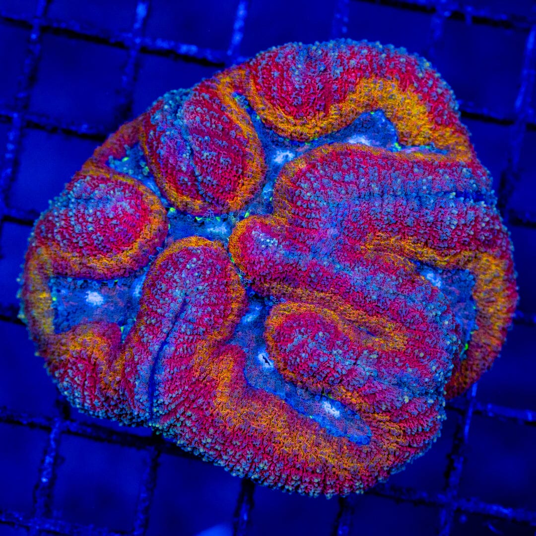 Ultra Micro Lobophyllia - WYSIWYG LPS Coral Reef Lounge USA 