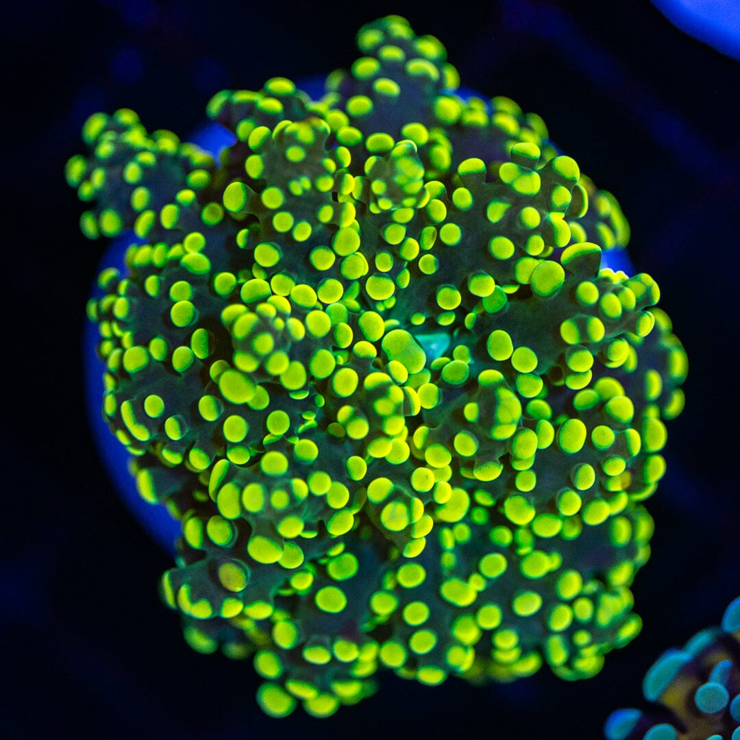 Ultra Neon Octo - WYSIWYG Reef Lounge Norco 