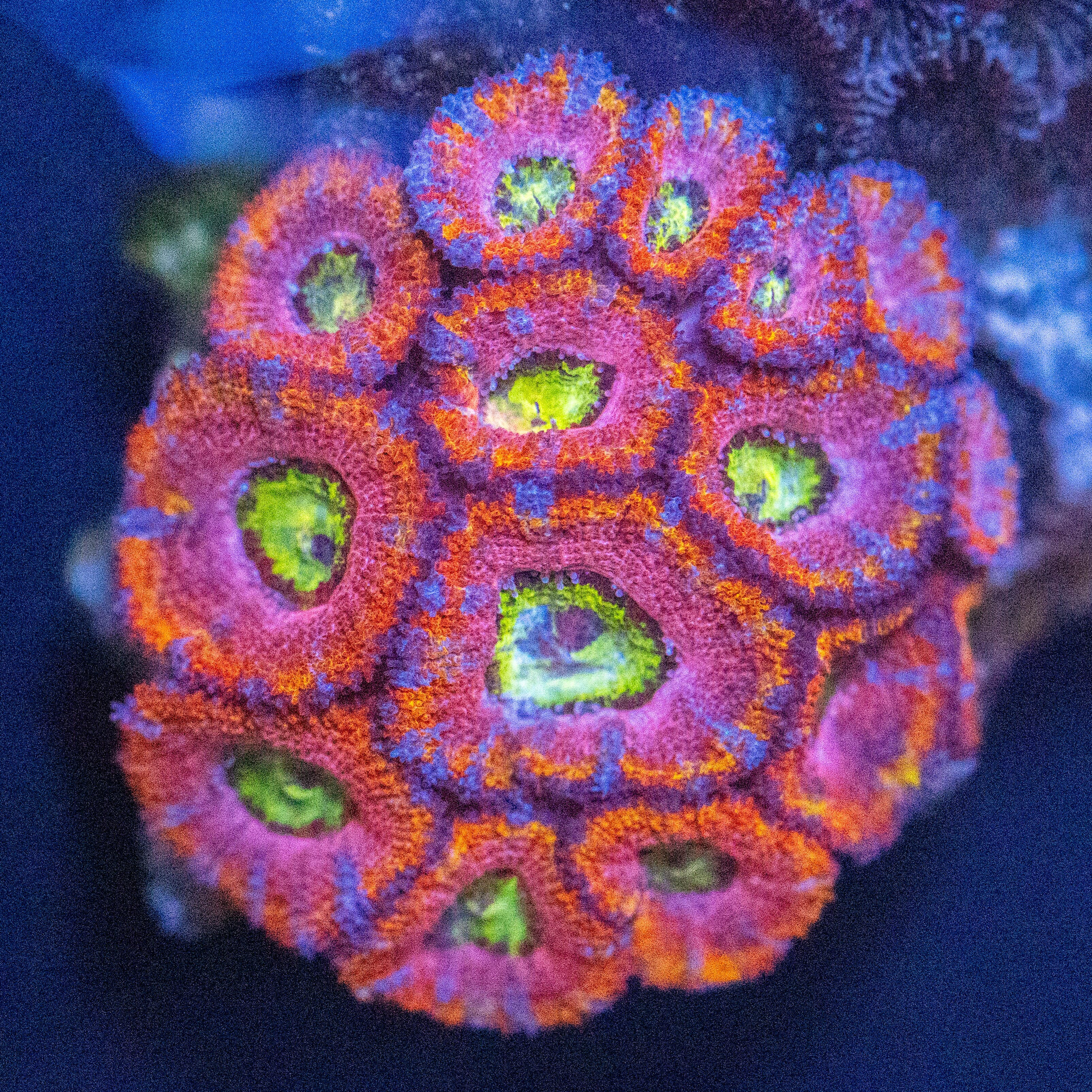 Ultra Rainbow Acan Colony 2A - WYSIWYG Reef Lounge Norco 