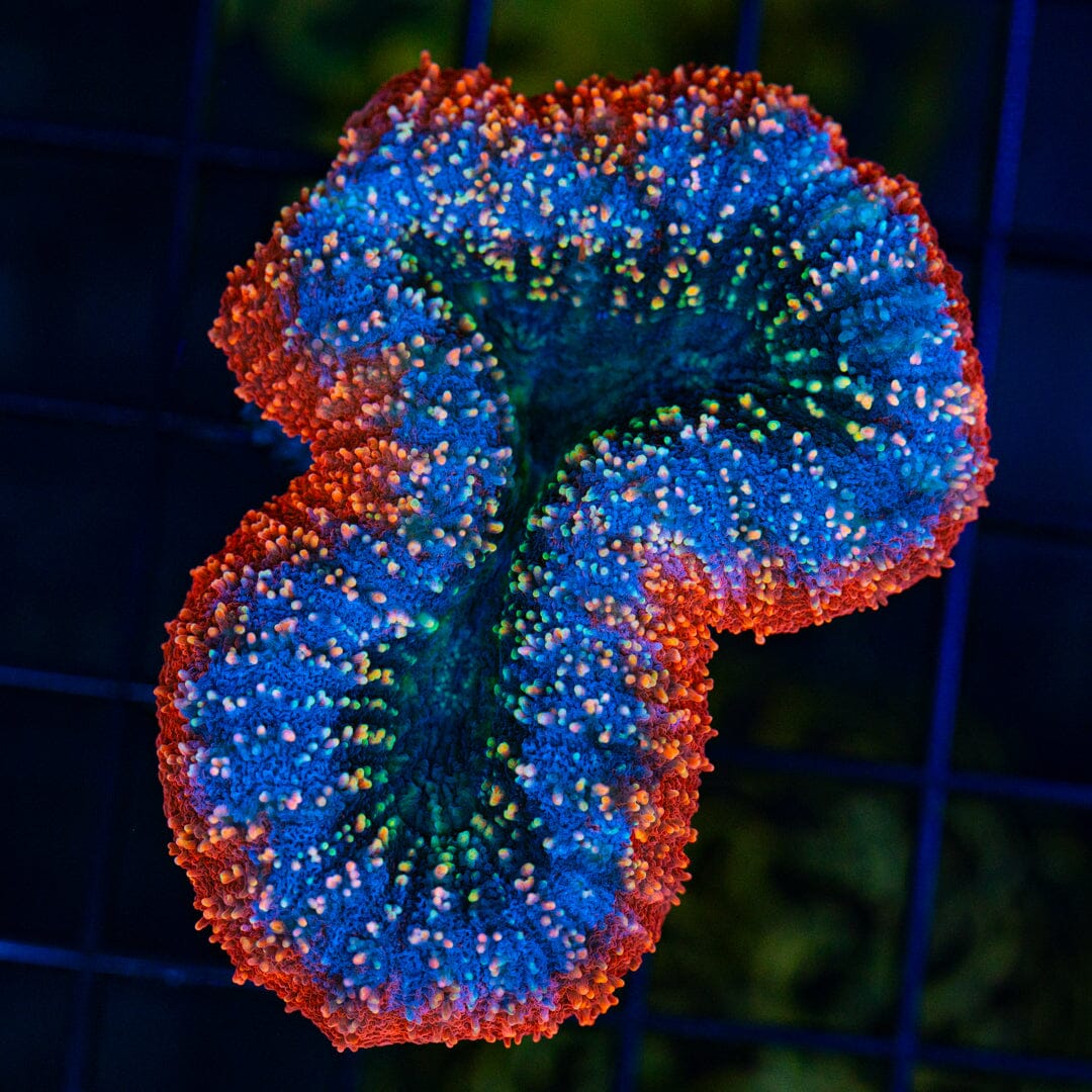 ULTRA Rainbow Lobophyllia 1A - WYSIWYG Reef Lounge Coral 