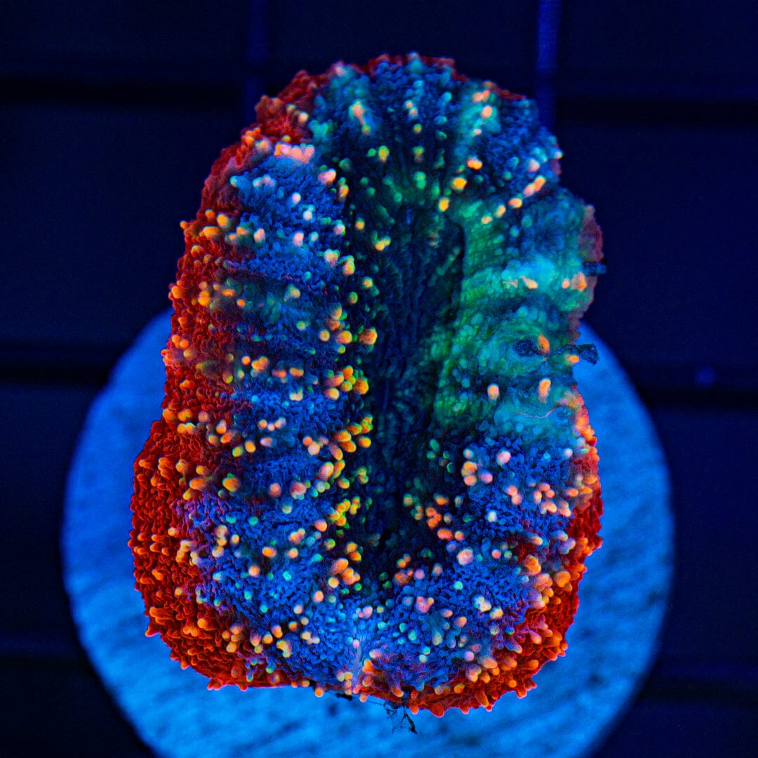 ULTRA Rainbow Lobophyllia 1B - WYSIWYG Reef Lounge Coral 