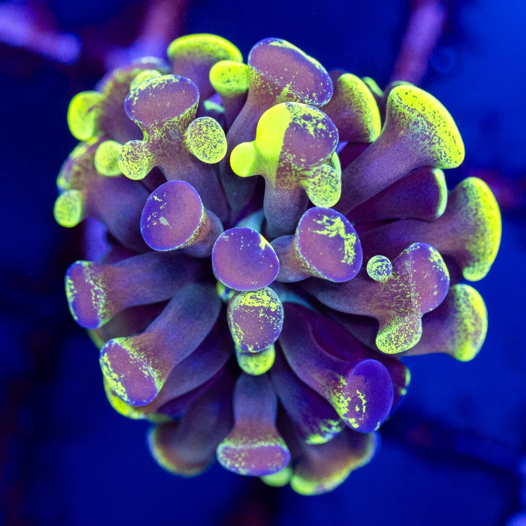 Ultra Splatter Hammer 2A - WYSIWYG Reef Lounge Coral 