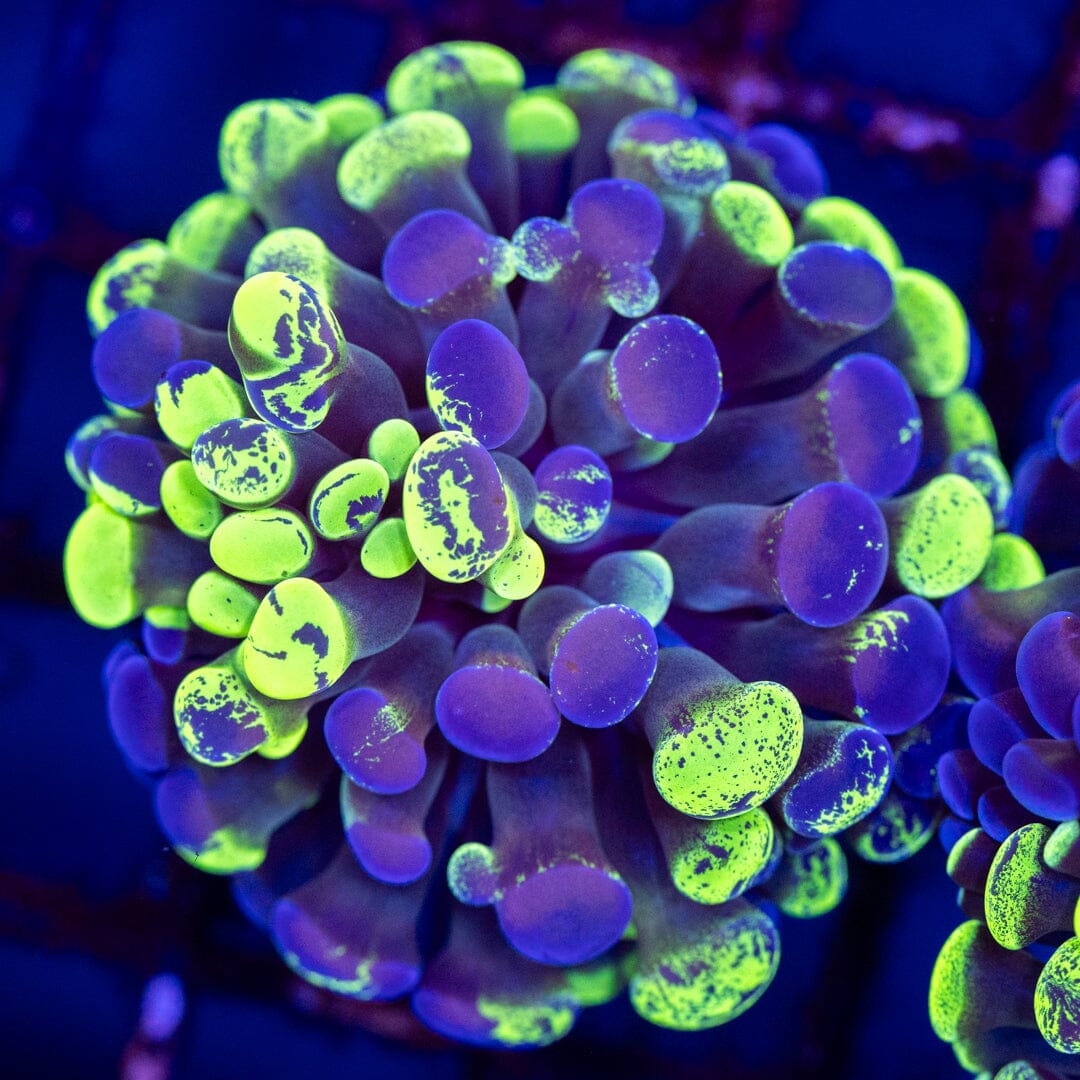 Ultra Splatter Hammer 6A - WYSIWYG Reef Lounge Coral 