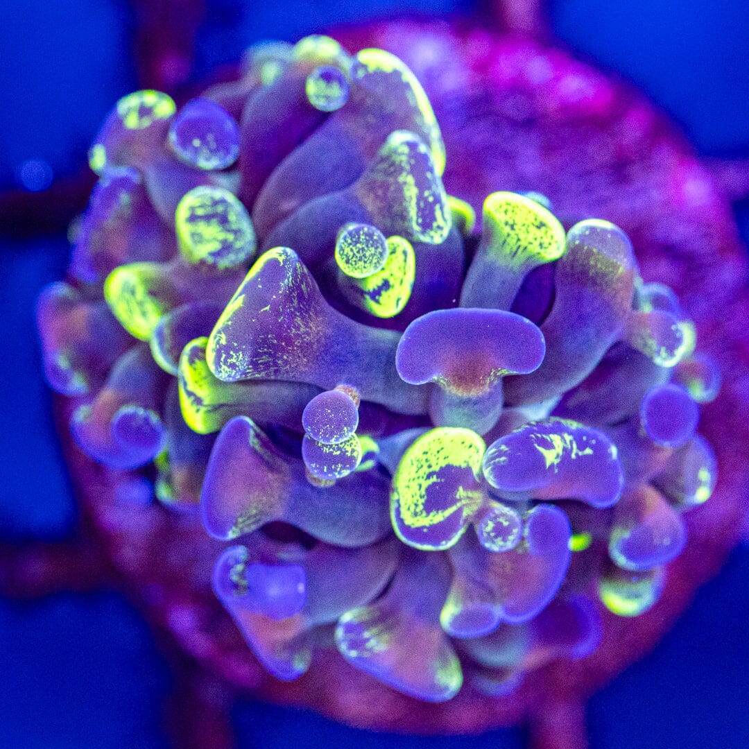 Ultra Splatter Hammer 7A - WYSIWYG Reef Lounge Coral 