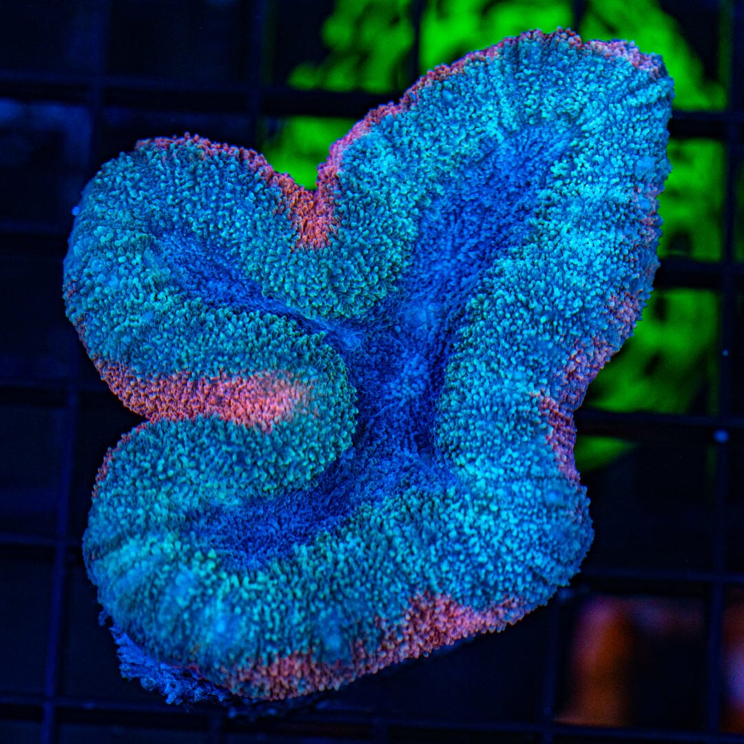 Ultra Teal & Pink Lobophyllia - WYSIWYG Reef Lounge Coral 