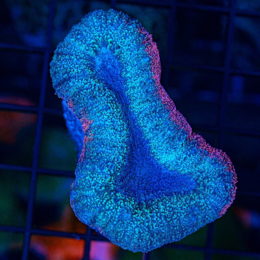 Ultra Teal & Pink Lobophyllia - WYSIWYG Reef Lounge Coral 