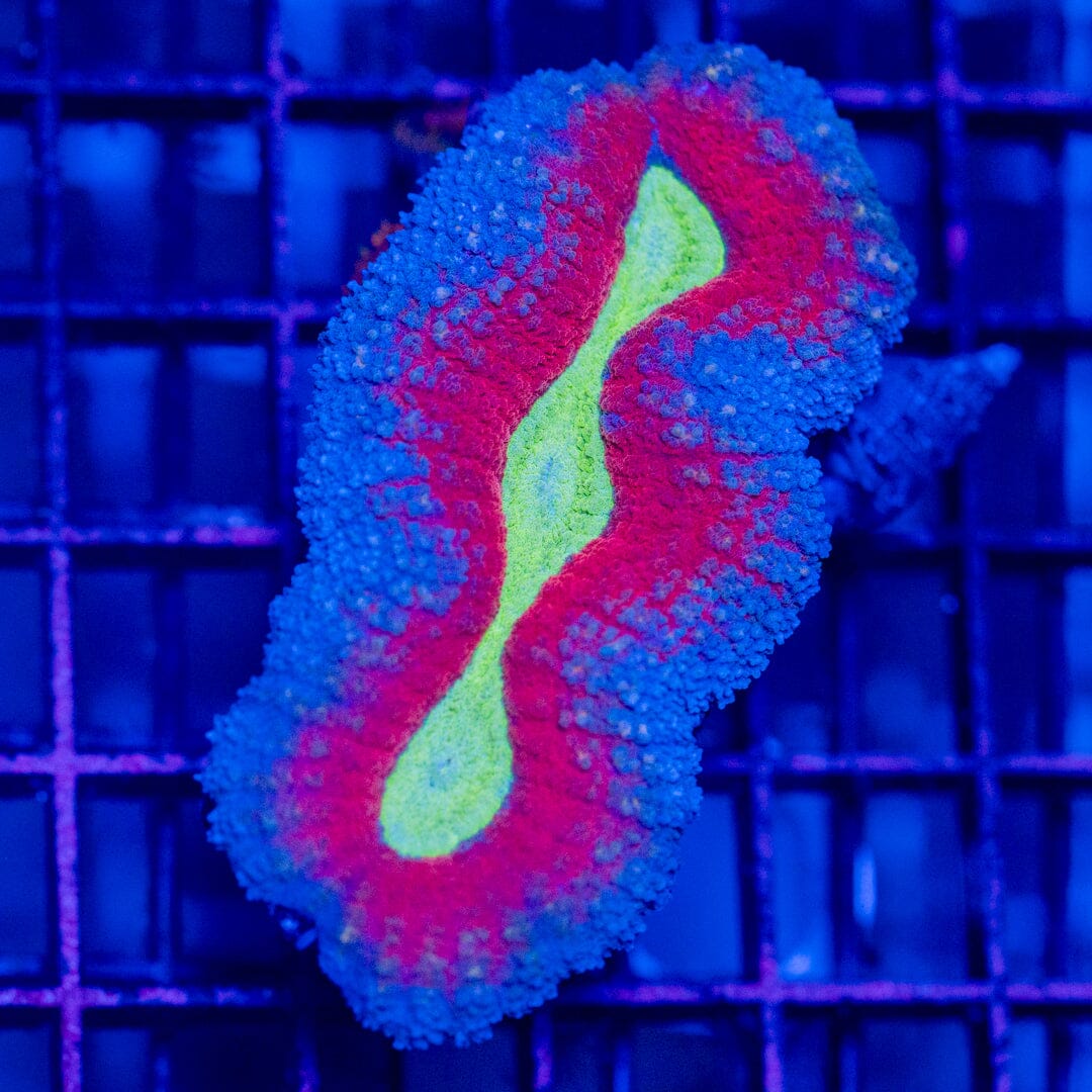 Ultra Tricolour Lobo - WYSIWYG Octospawn Reef Lounge USA 