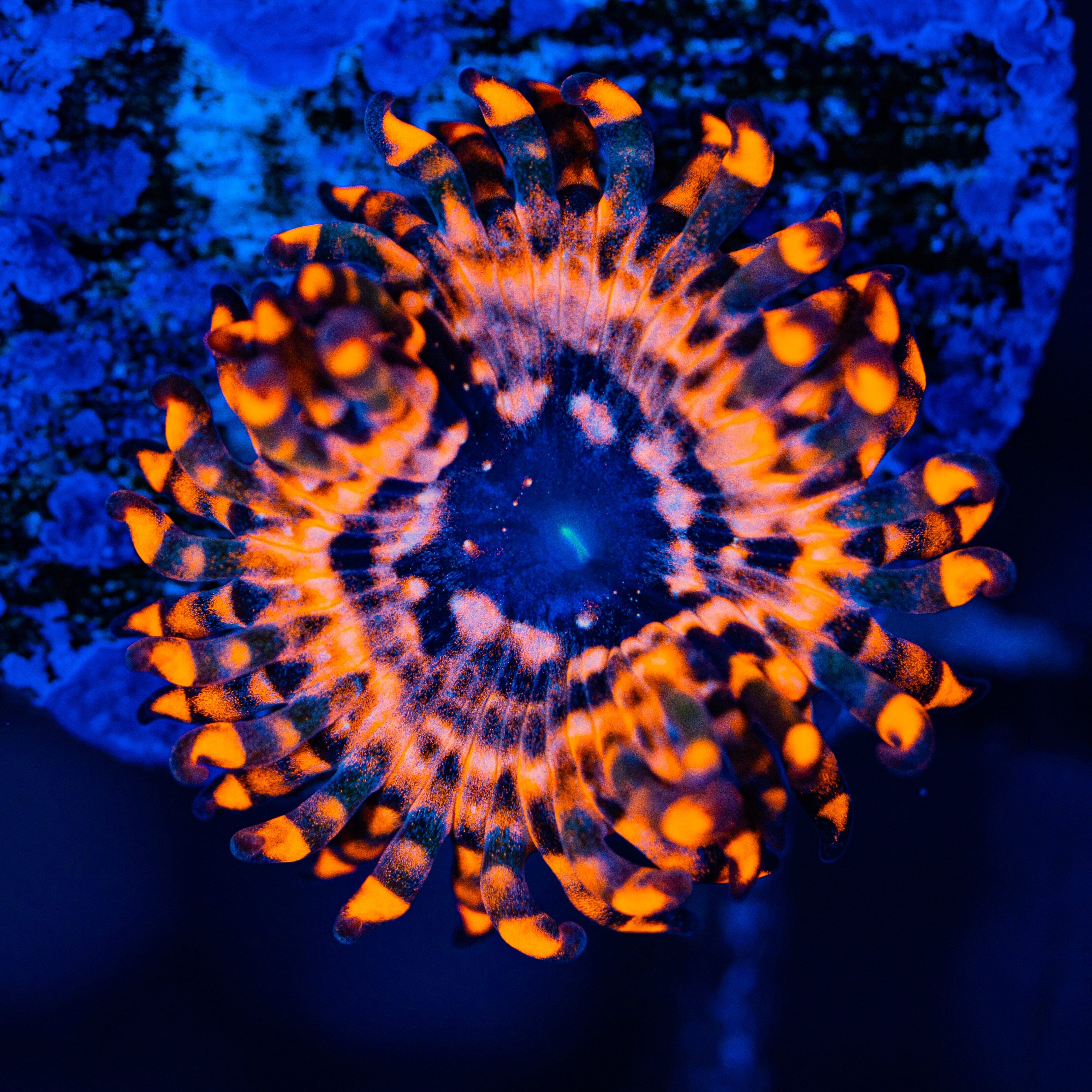 Utter Chaos Zoanthids Soft Coral Reef Lounge USA 