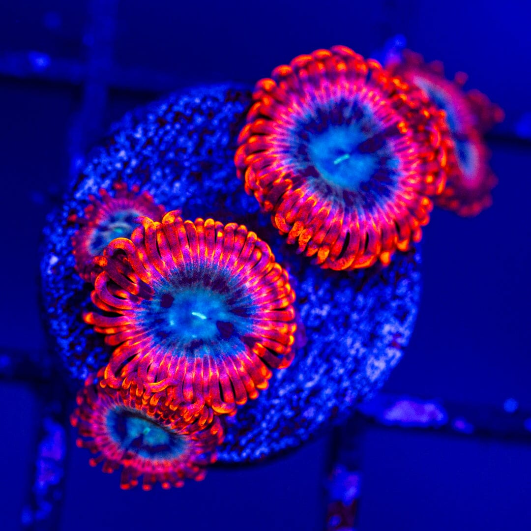 Utter Peace Mini Colony - WYSIWYG Reef Lounge Norco 