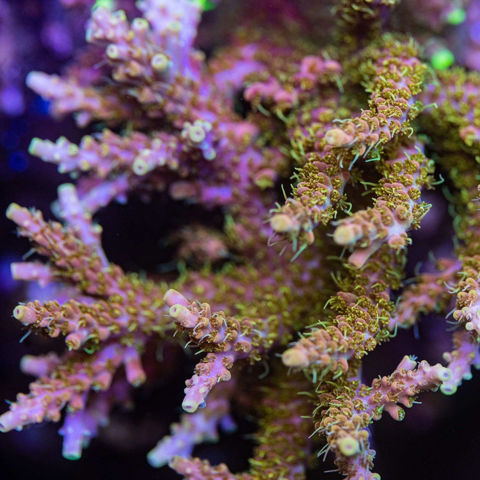 Voodoo Majick Acropora Reef Lounge Coral 