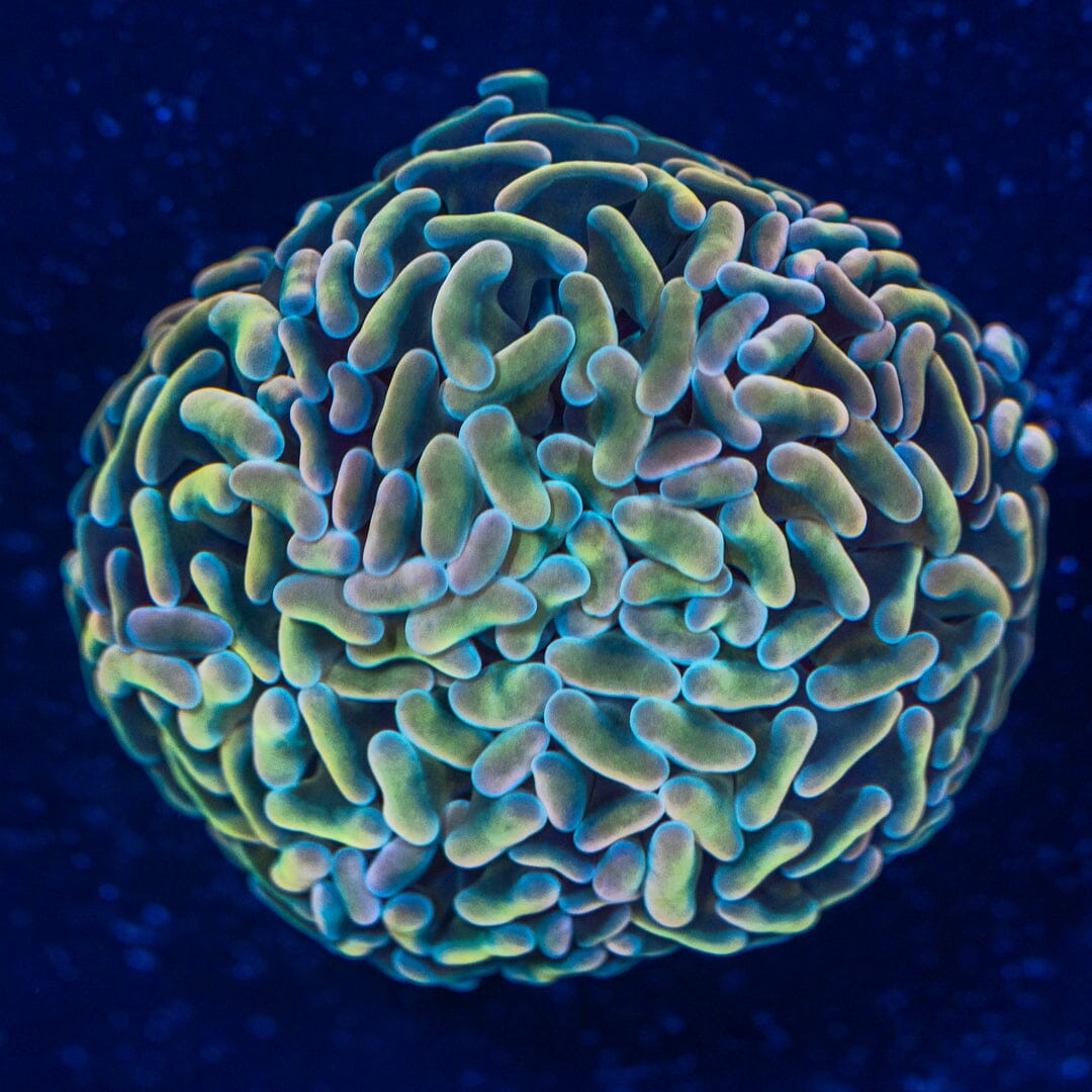 Wall Hammer 1A - WYSIWYG Reef Lounge Norco 