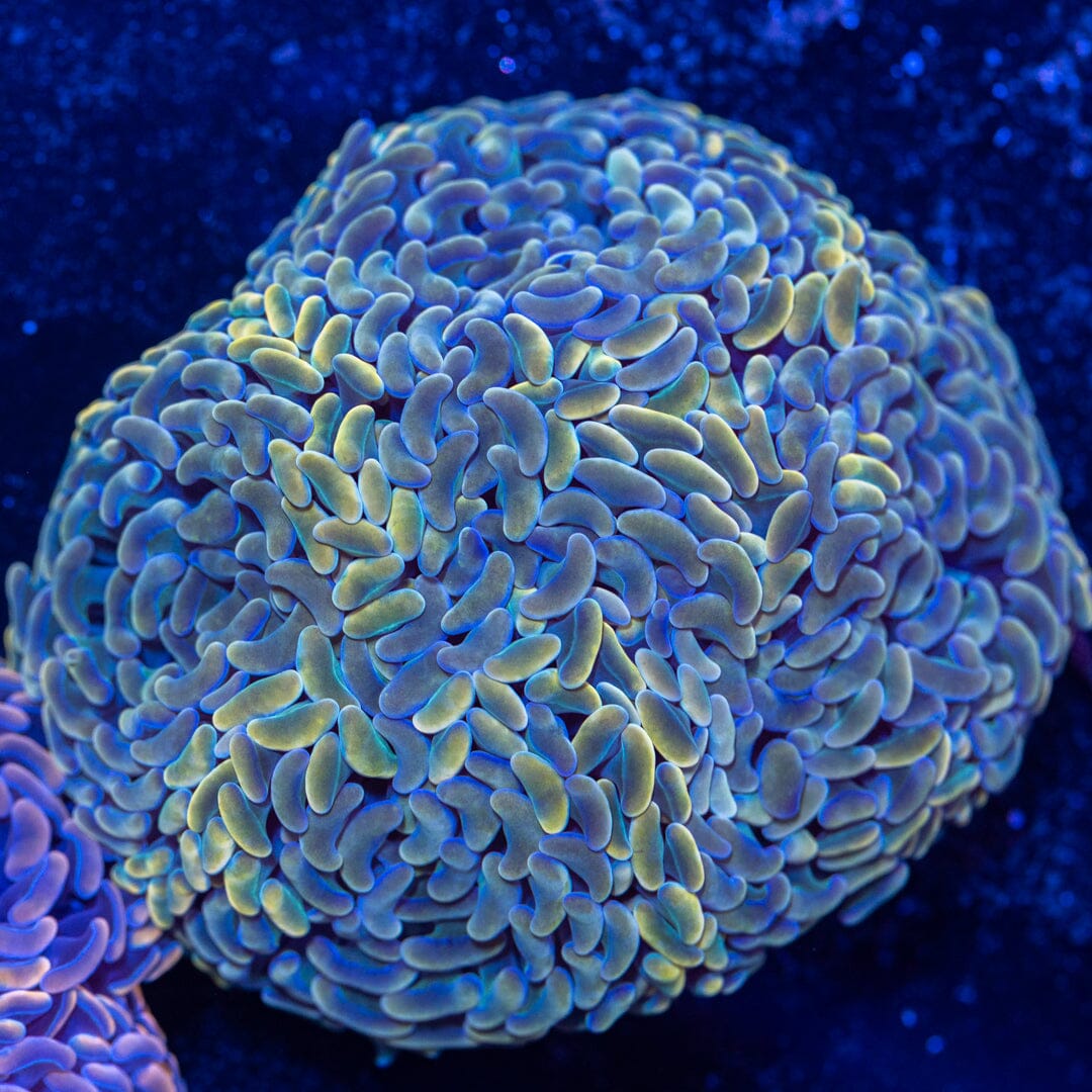 Wall Hammer 3A - WYSIWYG Reef Lounge Norco 