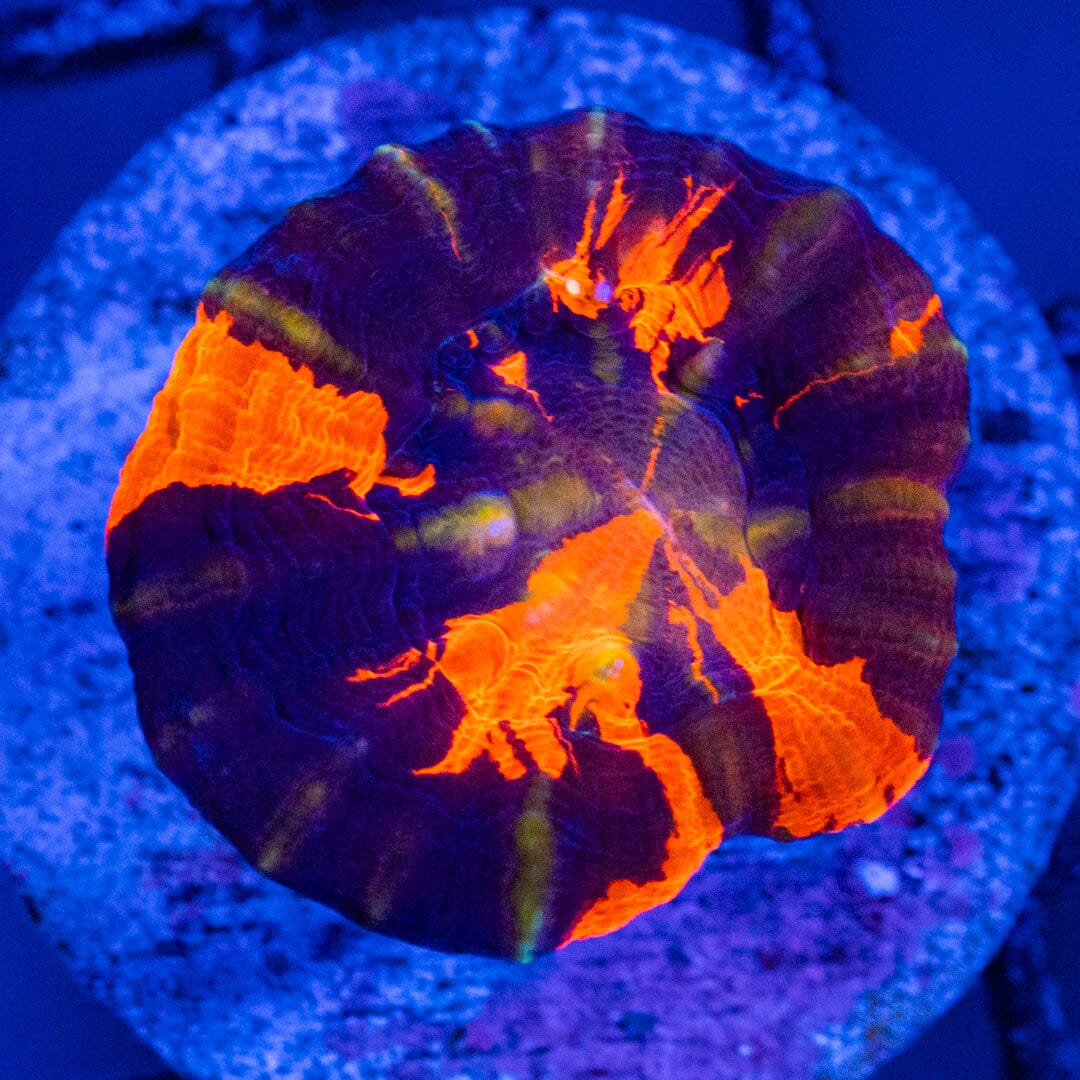 War Paint Scoly (Aquacultured) - WYSIWYG Reef Lounge Norco 
