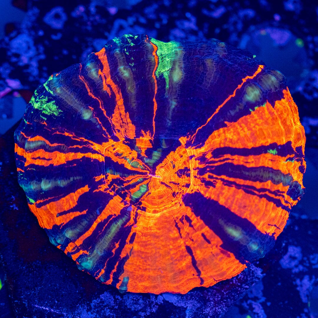 War Paint Scolymia 1A - WYSIWYG Reef Lounge Coral 