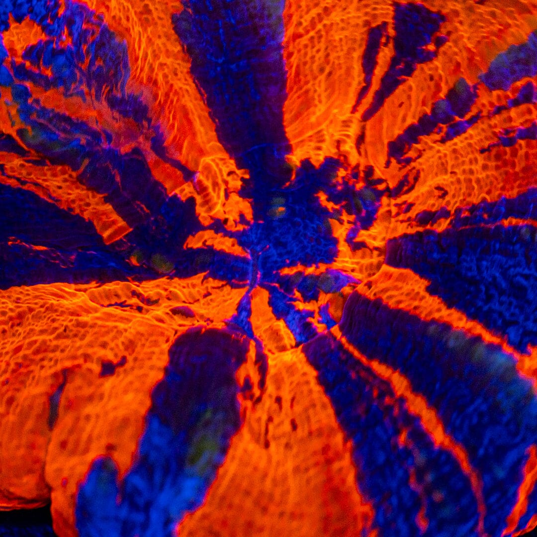 War Paint Scolymia 1A - WYSIWYG Reef Lounge Norco 