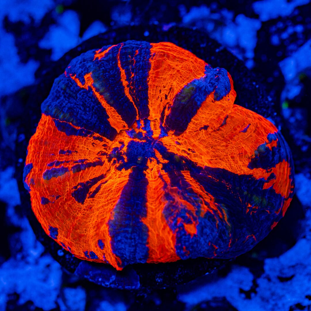 War Paint Scolymia 1A - WYSIWYG Reef Lounge Norco 
