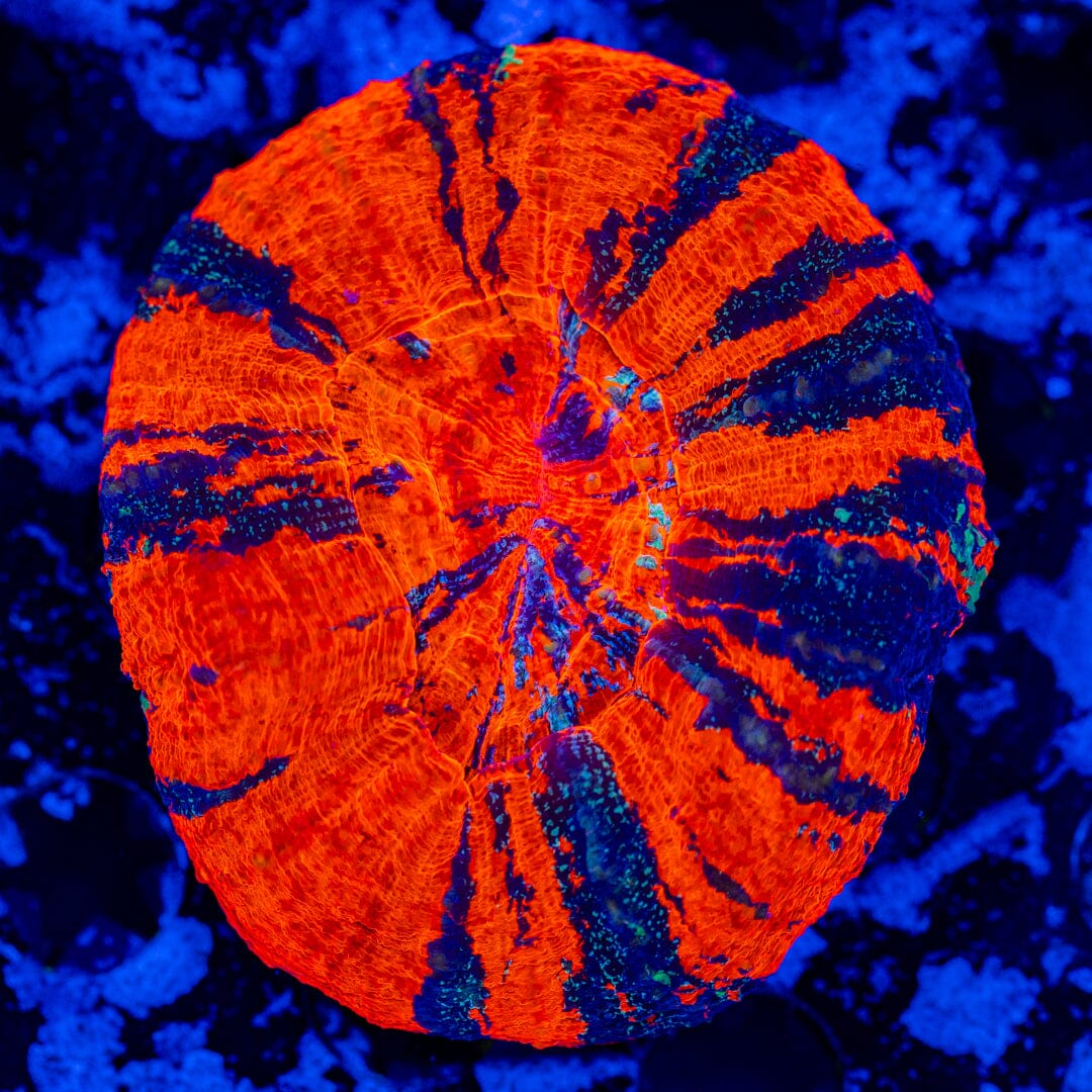 War Paint Scolymia 2A - WYSIWYG Reef Lounge Norco 