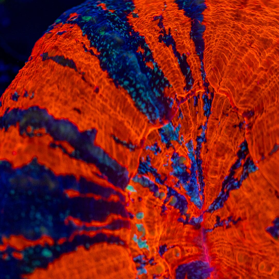 War Paint Scolymia 2A - WYSIWYG Reef Lounge Norco 