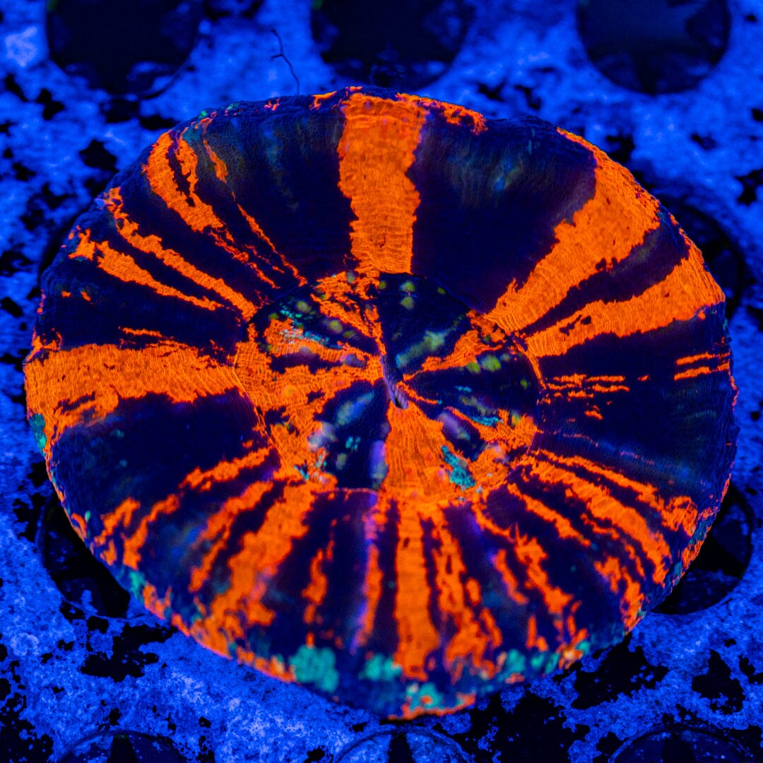 War Paint Scolymia 4A - WYSIWYG Reef Lounge Norco 