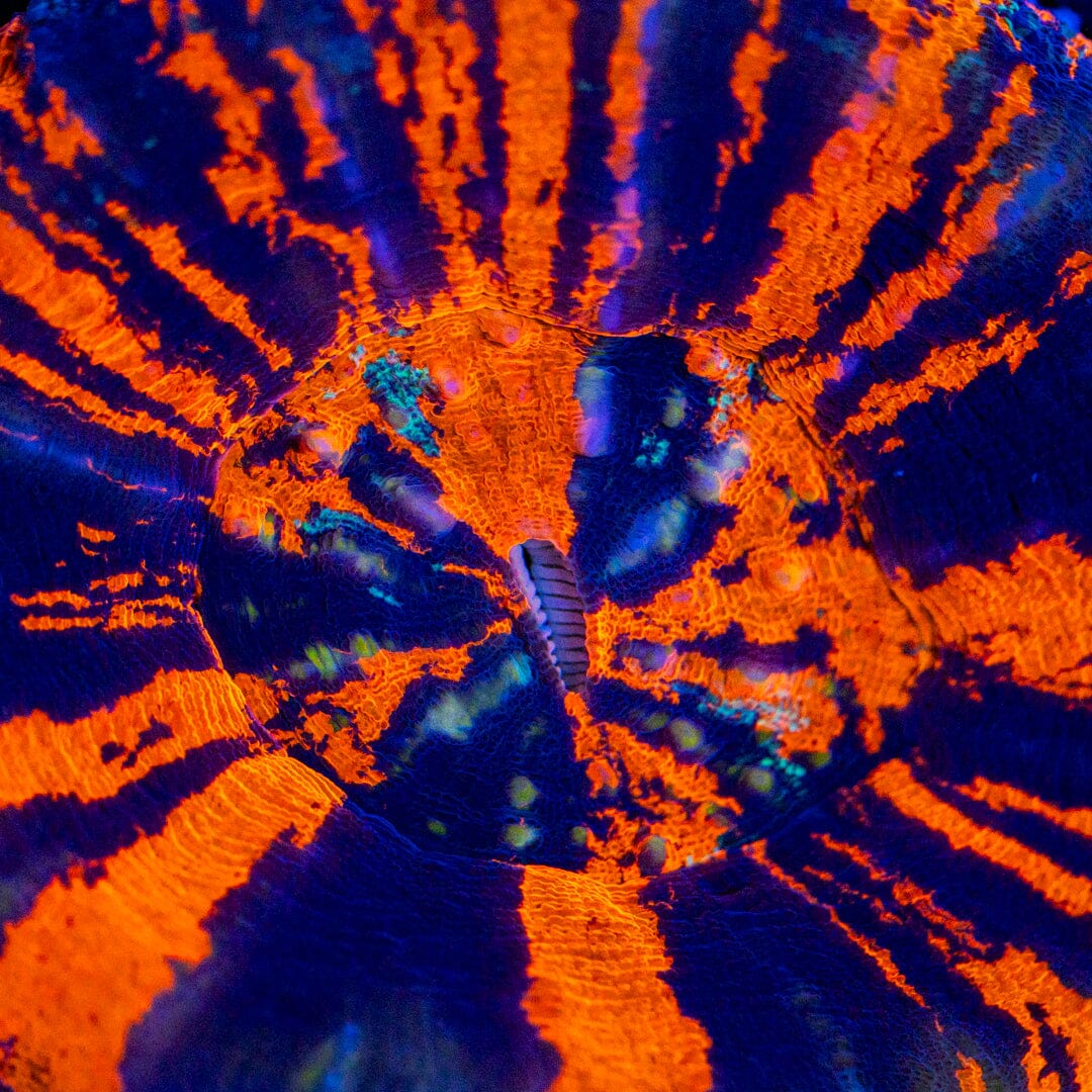 War Paint Scolymia 4A - WYSIWYG Reef Lounge Norco 