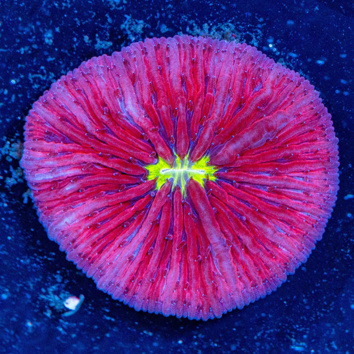 Watermelon Plate Coral - WYSIWYG Reef Lounge Coral 