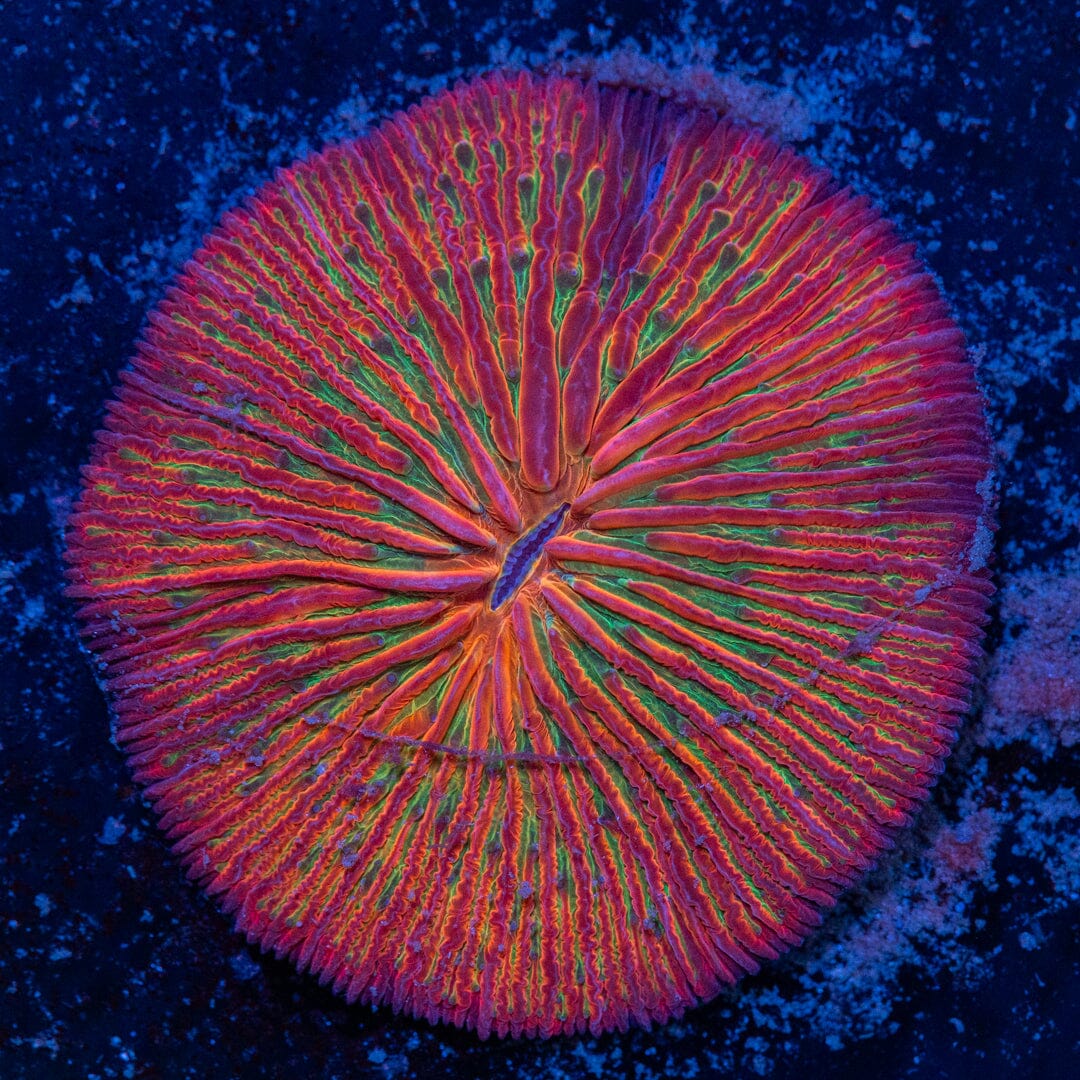 Watermelonade Plate Coral - WYSIWYG LPS Coral Reef Lounge USA 