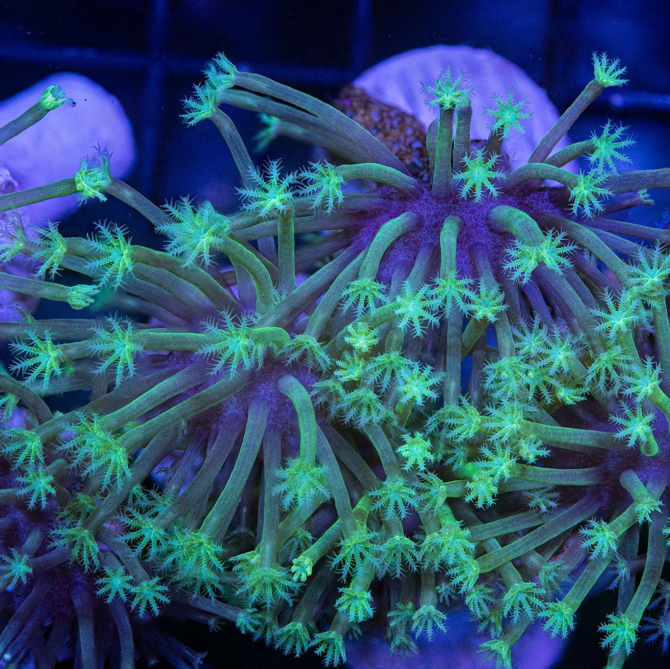 Weeping Willow Toadstool Leather Reef Lounge USA 